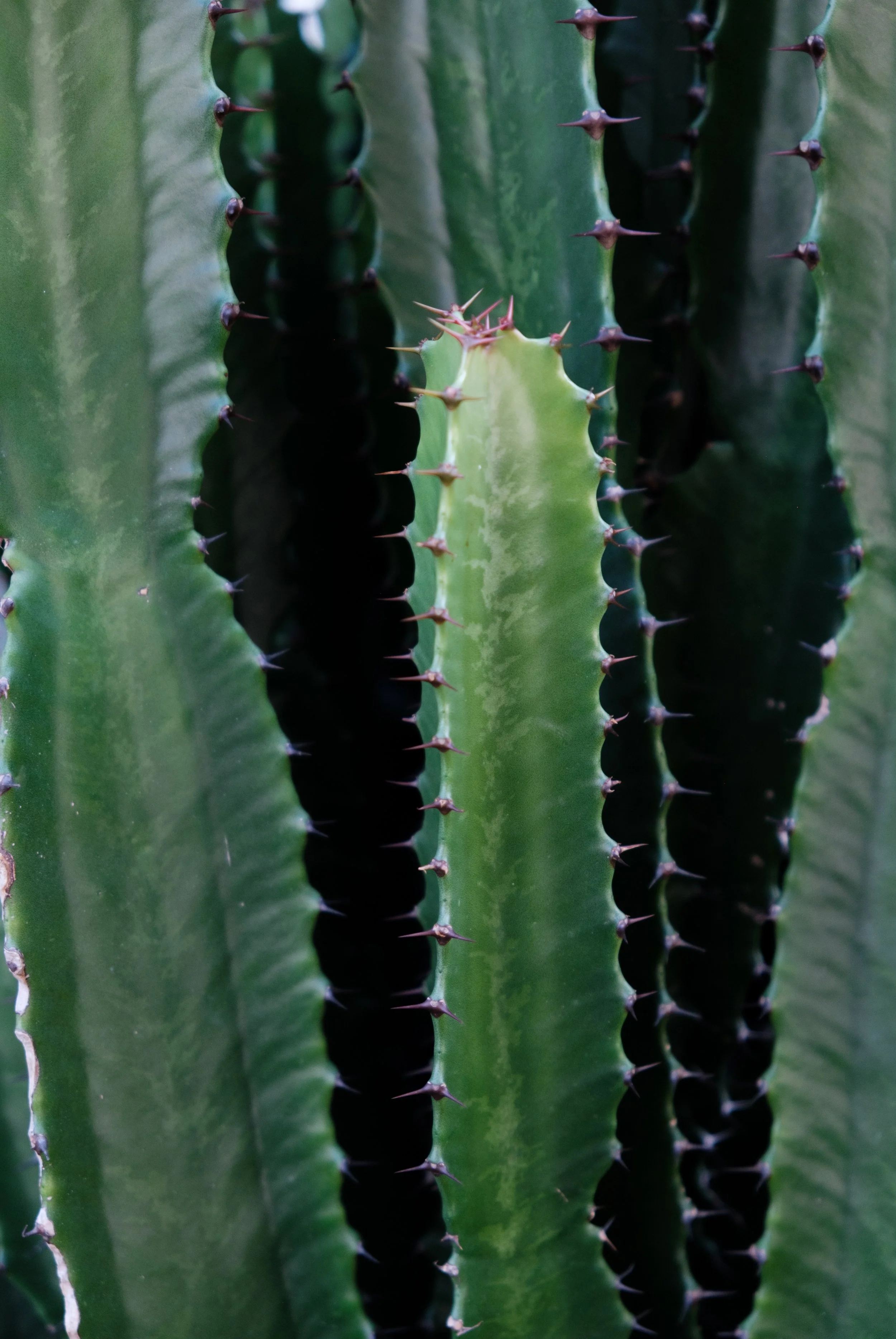 Plant Detail