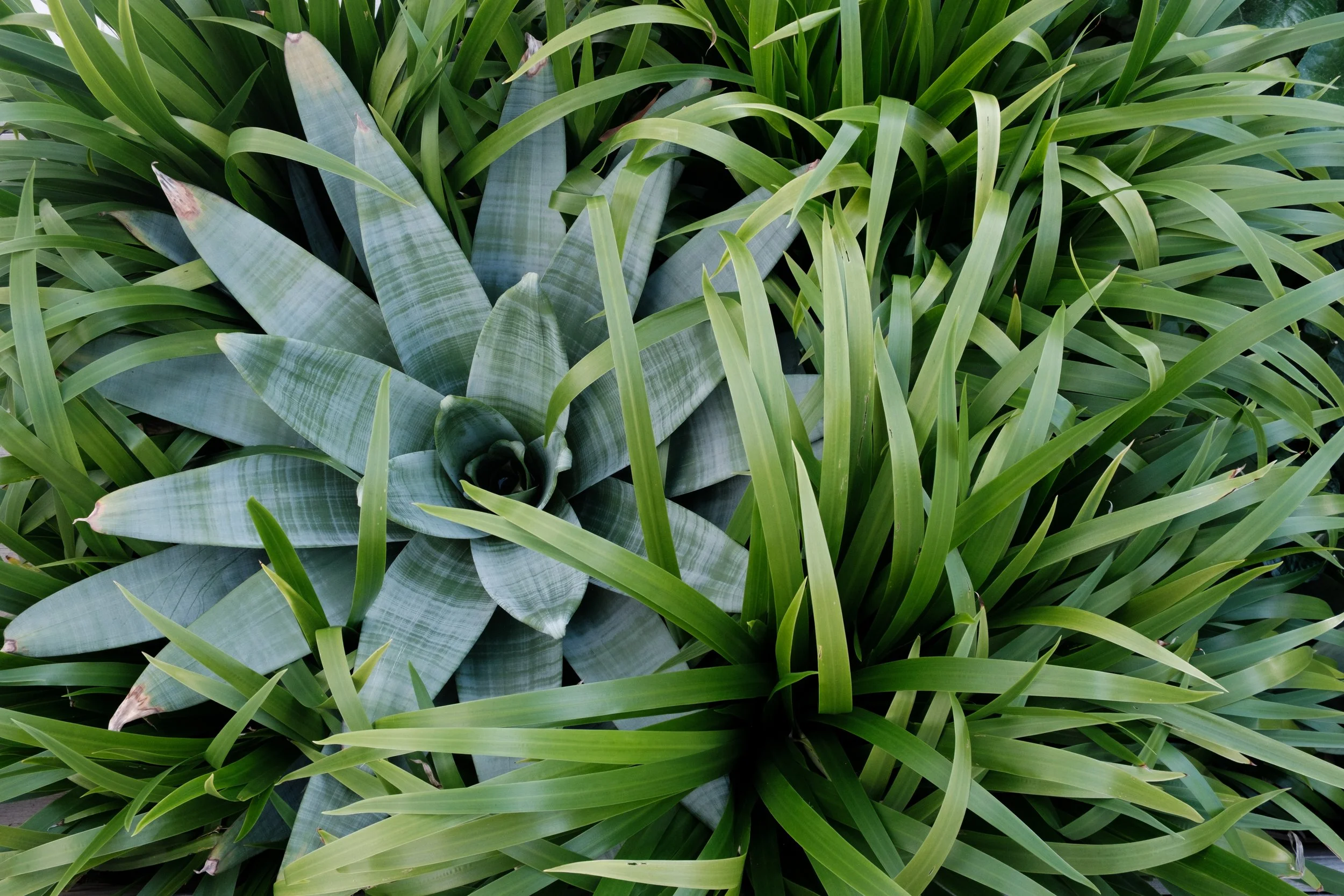 Plants Composition
