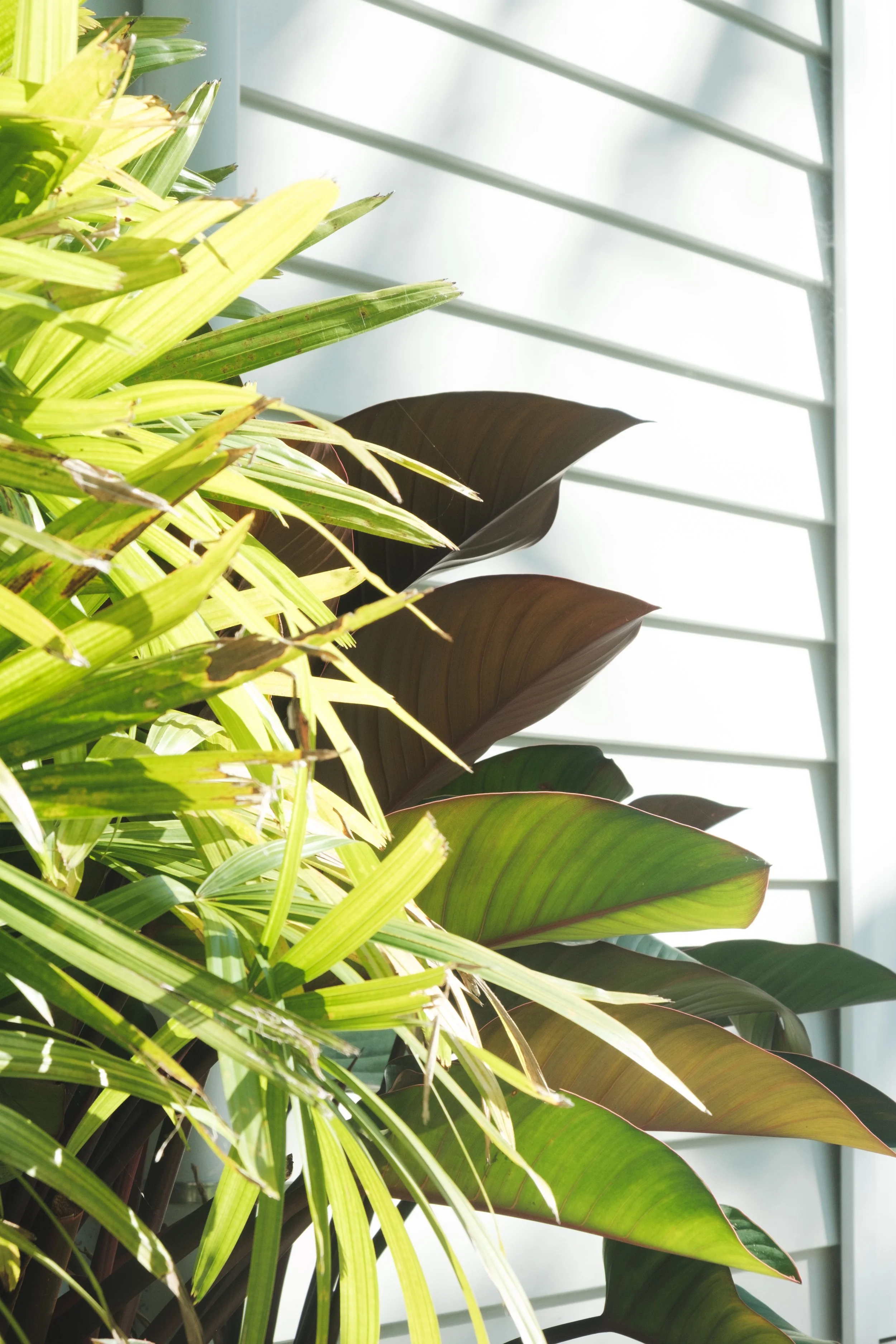 Plants
