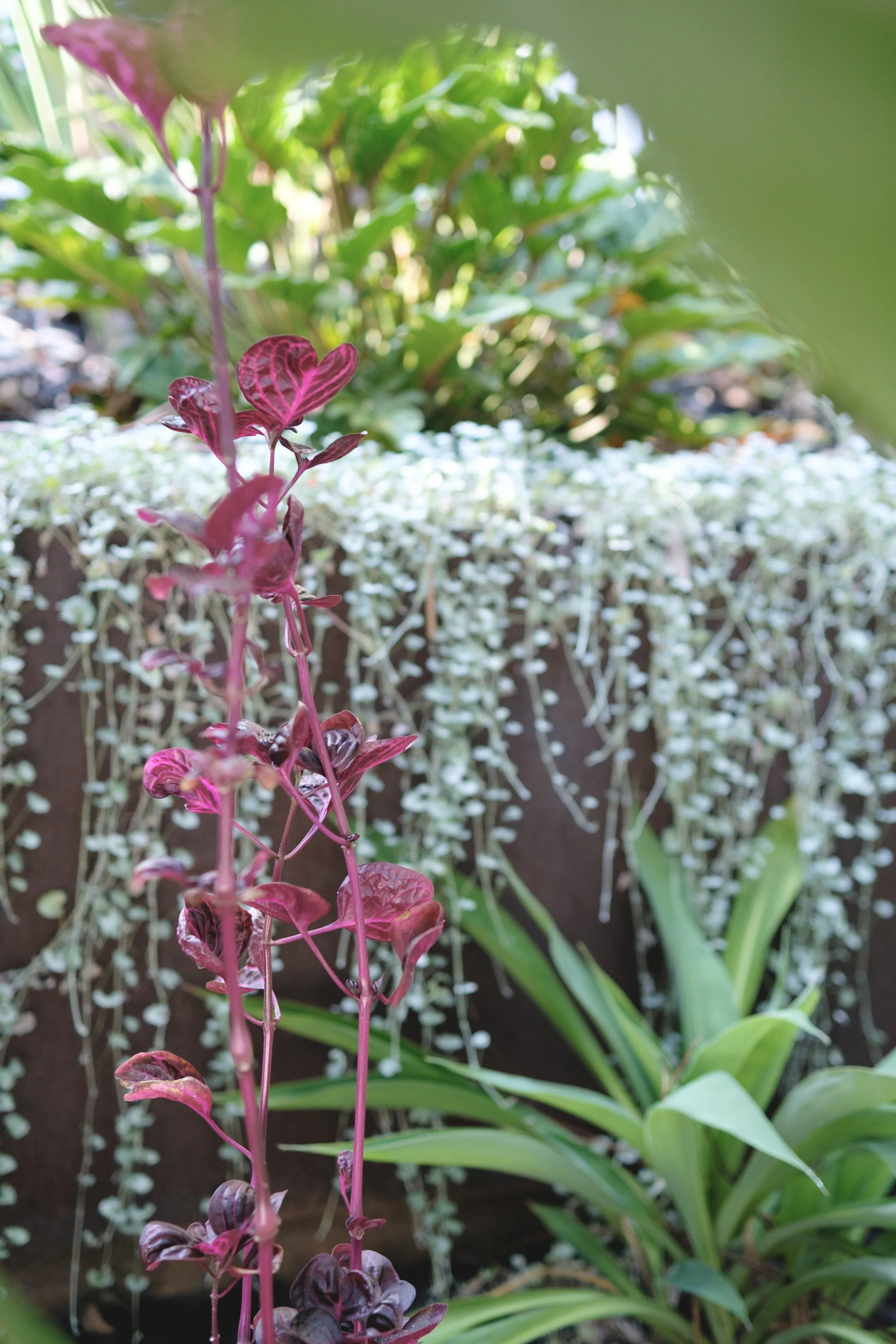 Plant Composition