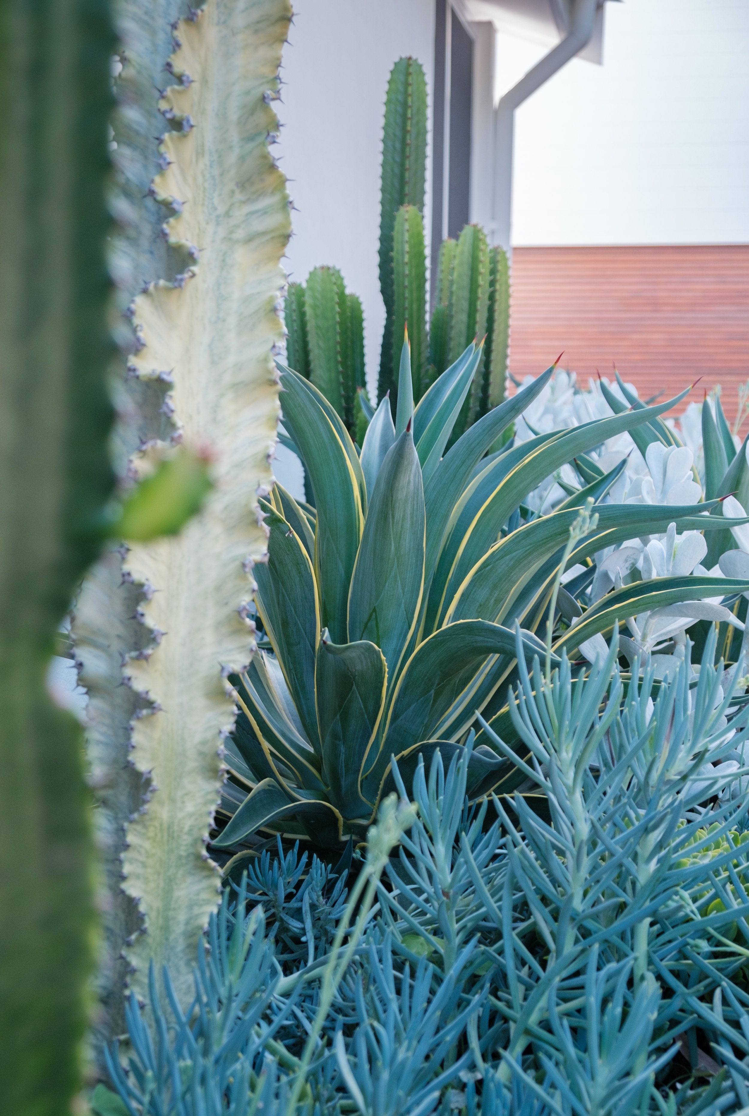 Plants Composition