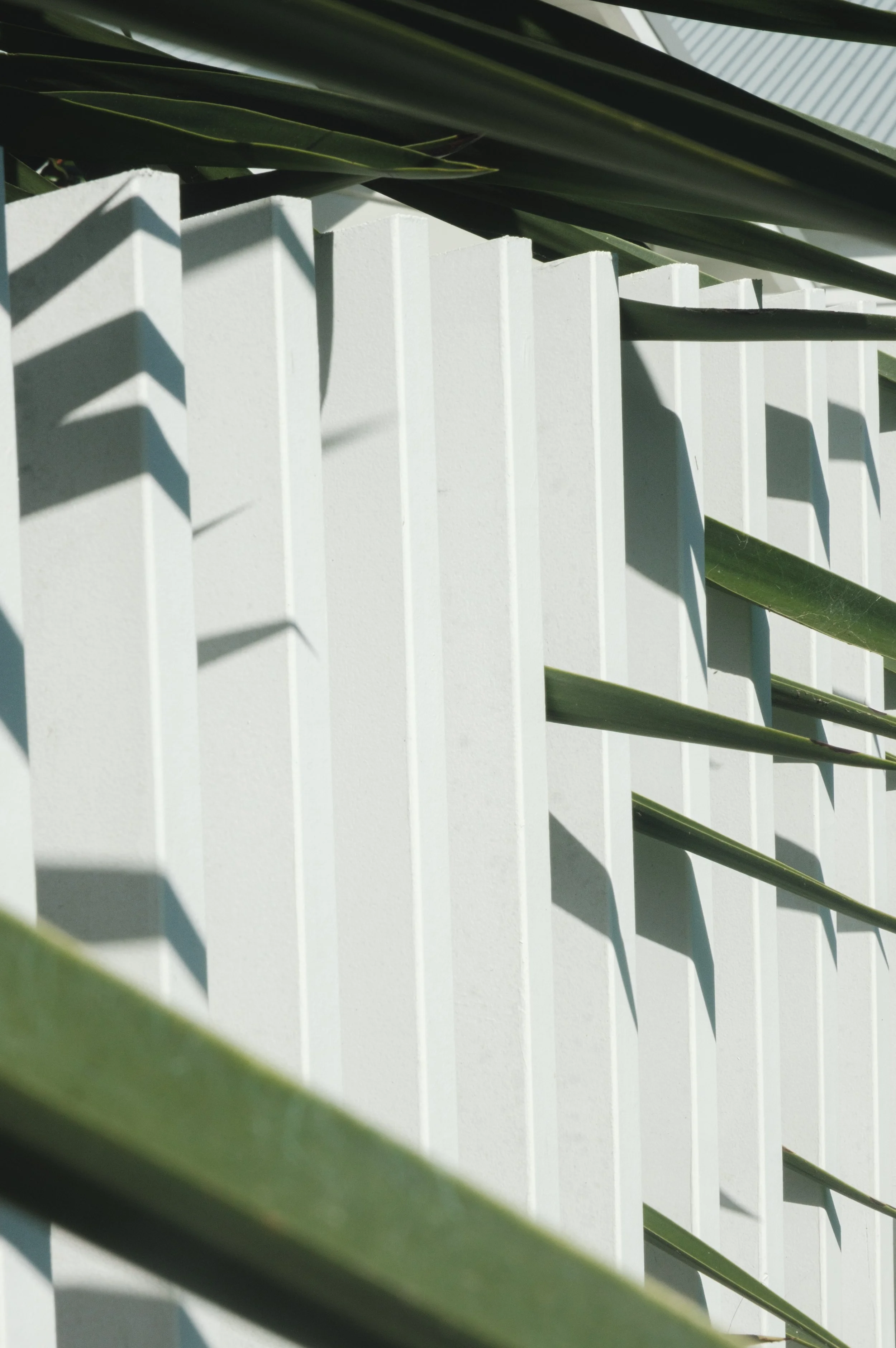 Plants