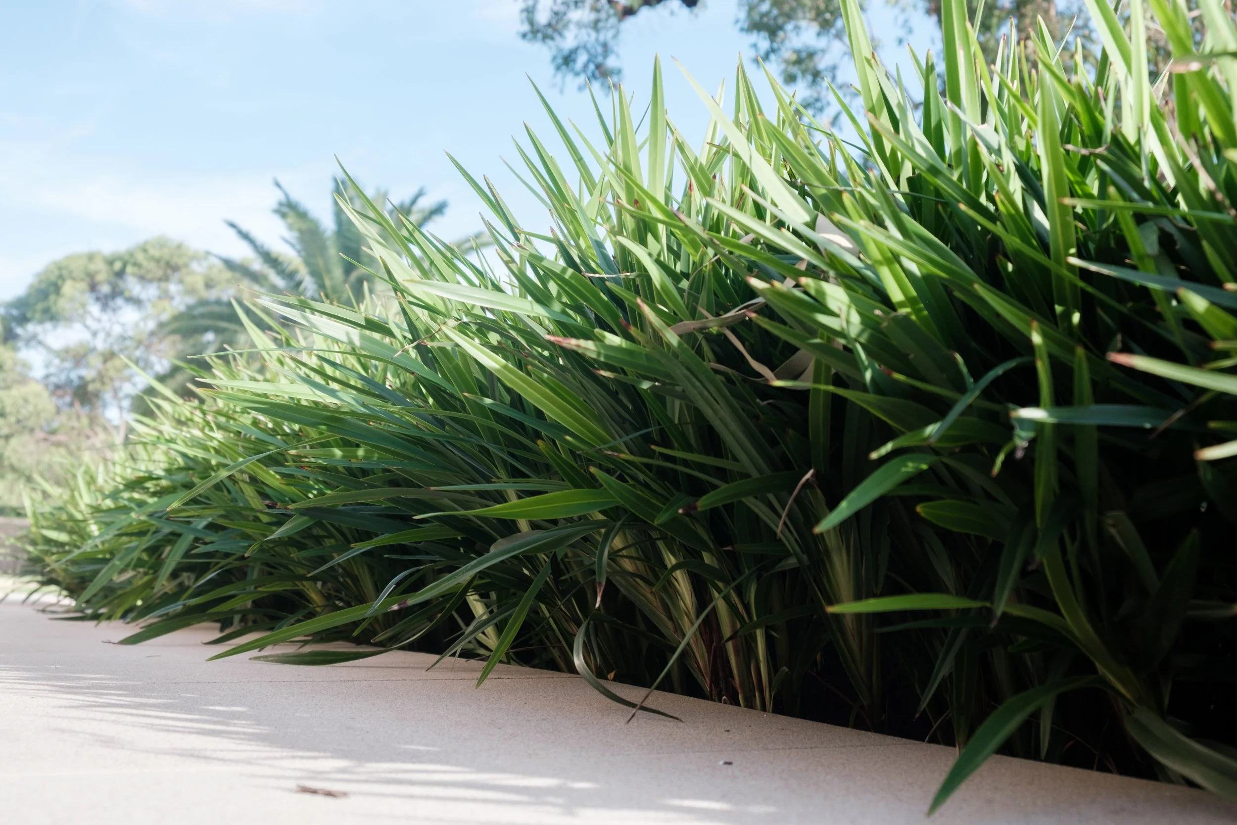 Plants