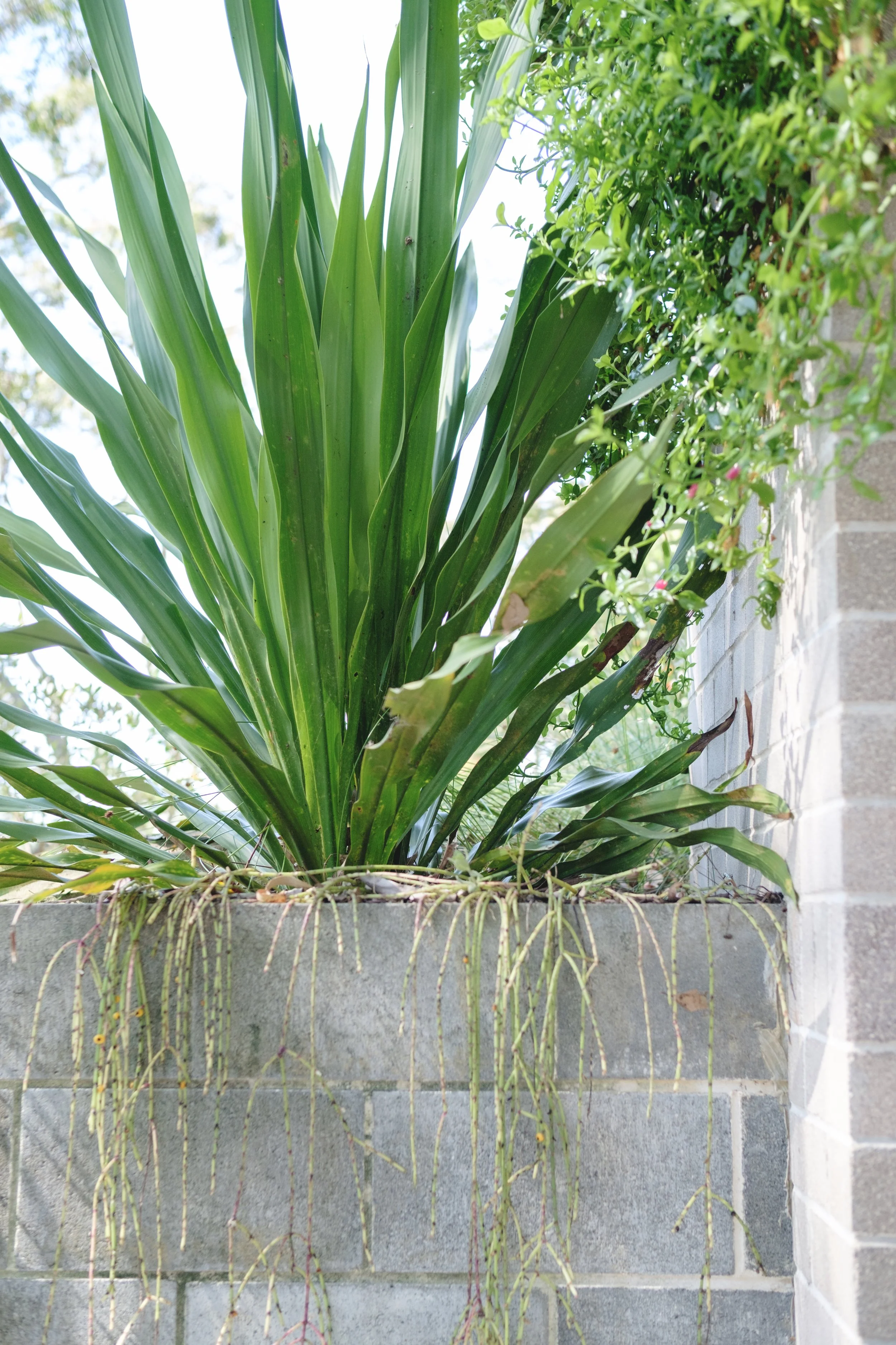 Garden Plant