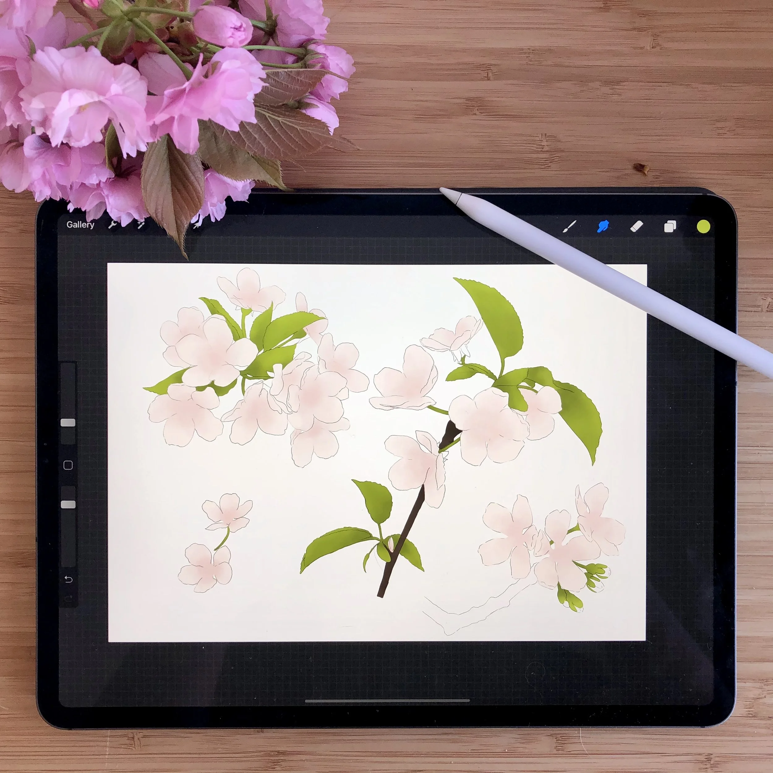 Digital drawing of cherry blossoms on a tablet screen with a stylus pen and a bunch of pink flowers nearby on a wooden surface.
