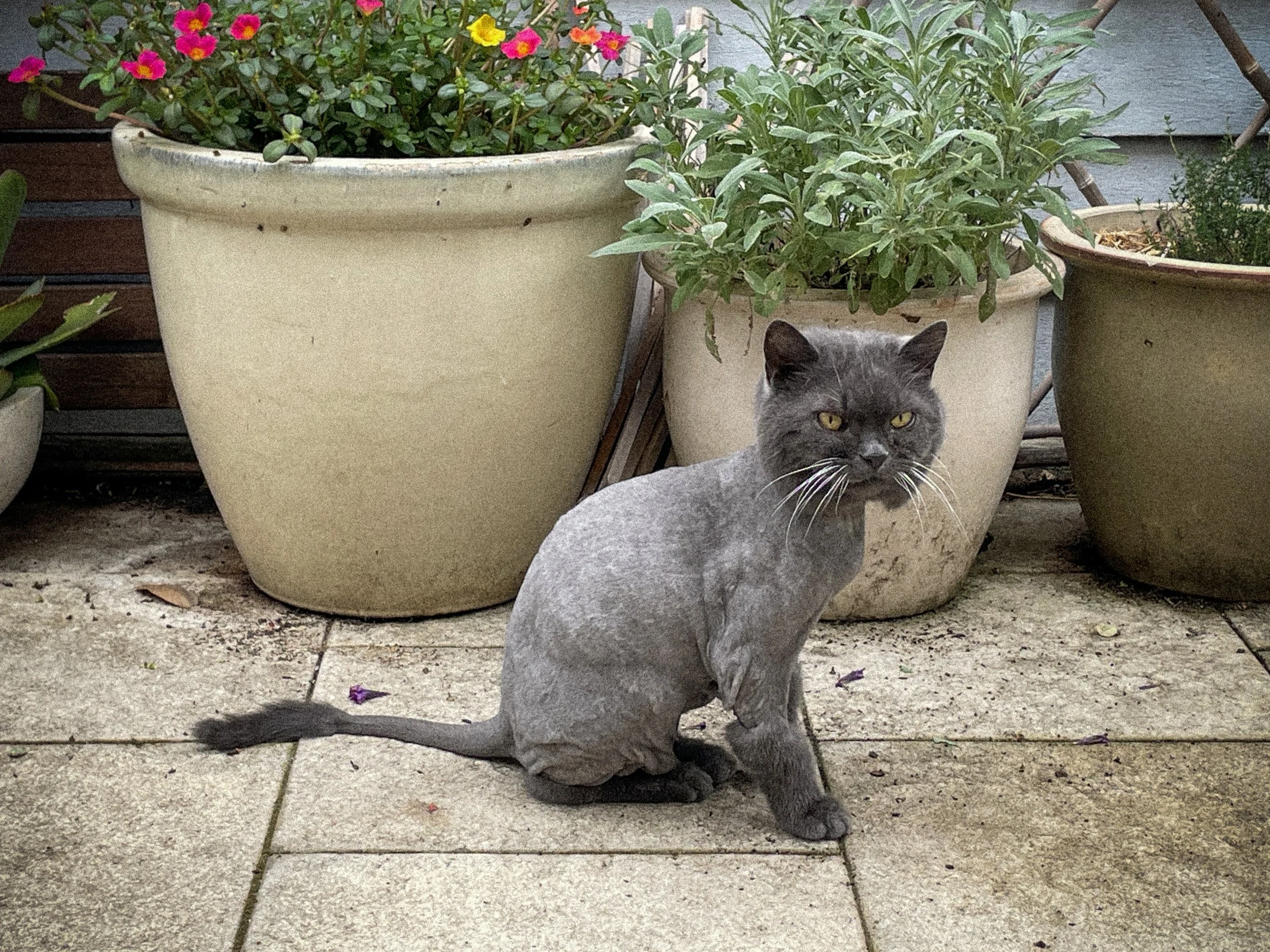 miles shaved for injections at the vet