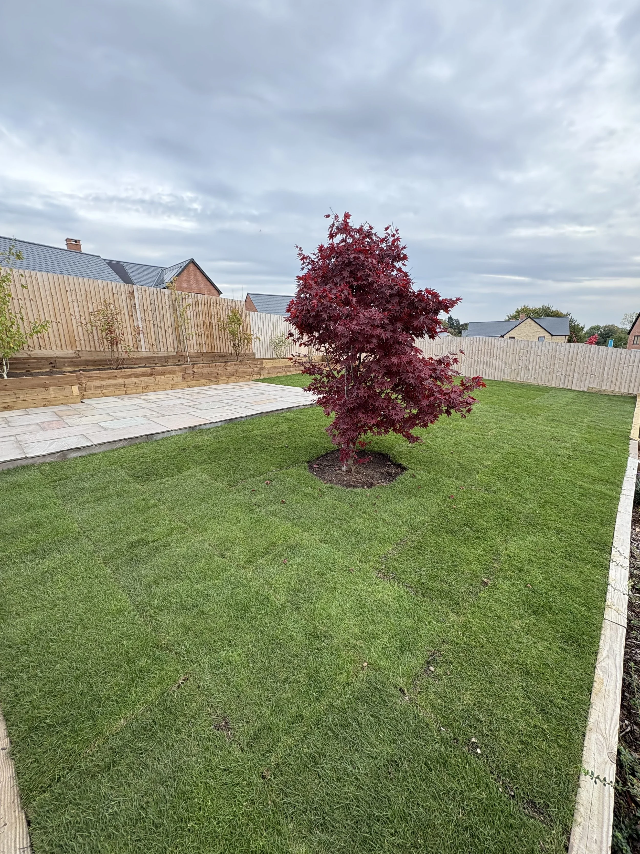 A backyard lawn with a red Japanese maple tree in the center, a wooden fence enclosing the yard, and a paved patio area along the back fence. Overcast sky with clouds.