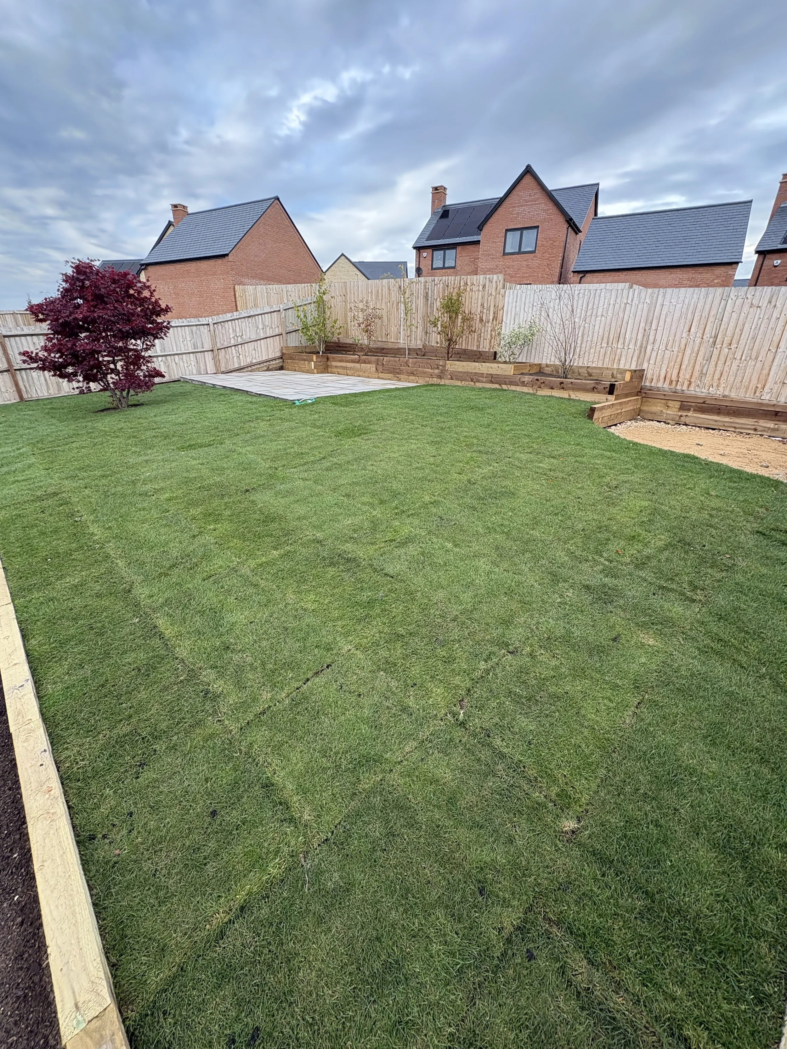 A backyard with a grassy lawn, a small red-leafed tree, a wooden fence, and newly planted trees along the back fence, with houses in the background under a cloudy sky.