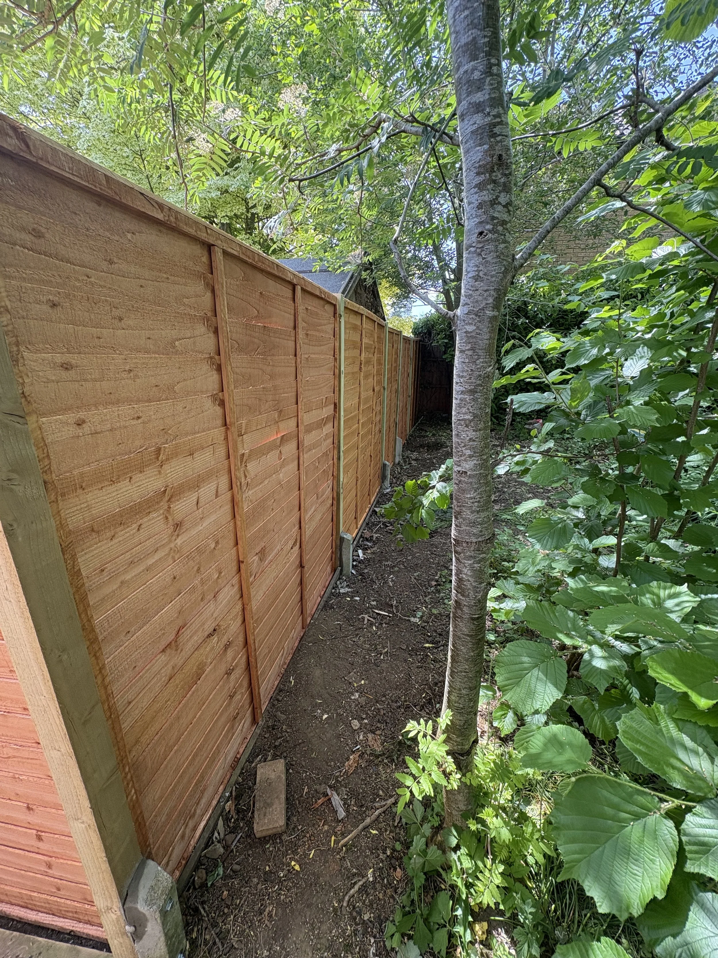 A newly built wooden privacy fence running alongside a narrow dirt walkway in a backyard, with green trees and bushes on the opposite side of the fence.