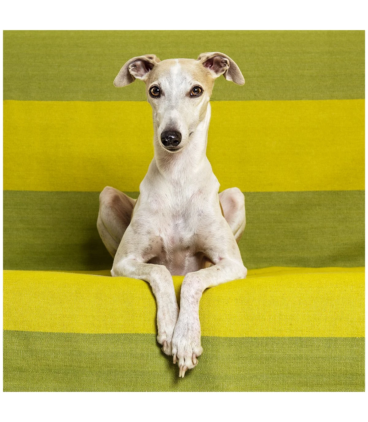 Ivoine, the whippet, follows fashion. Strips are in.