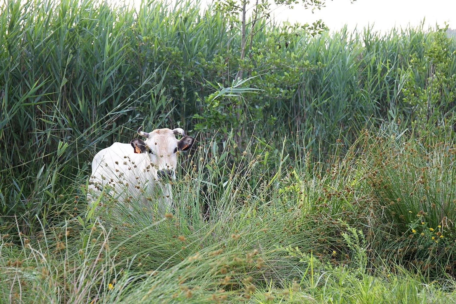 petite vache ok copy.jpg