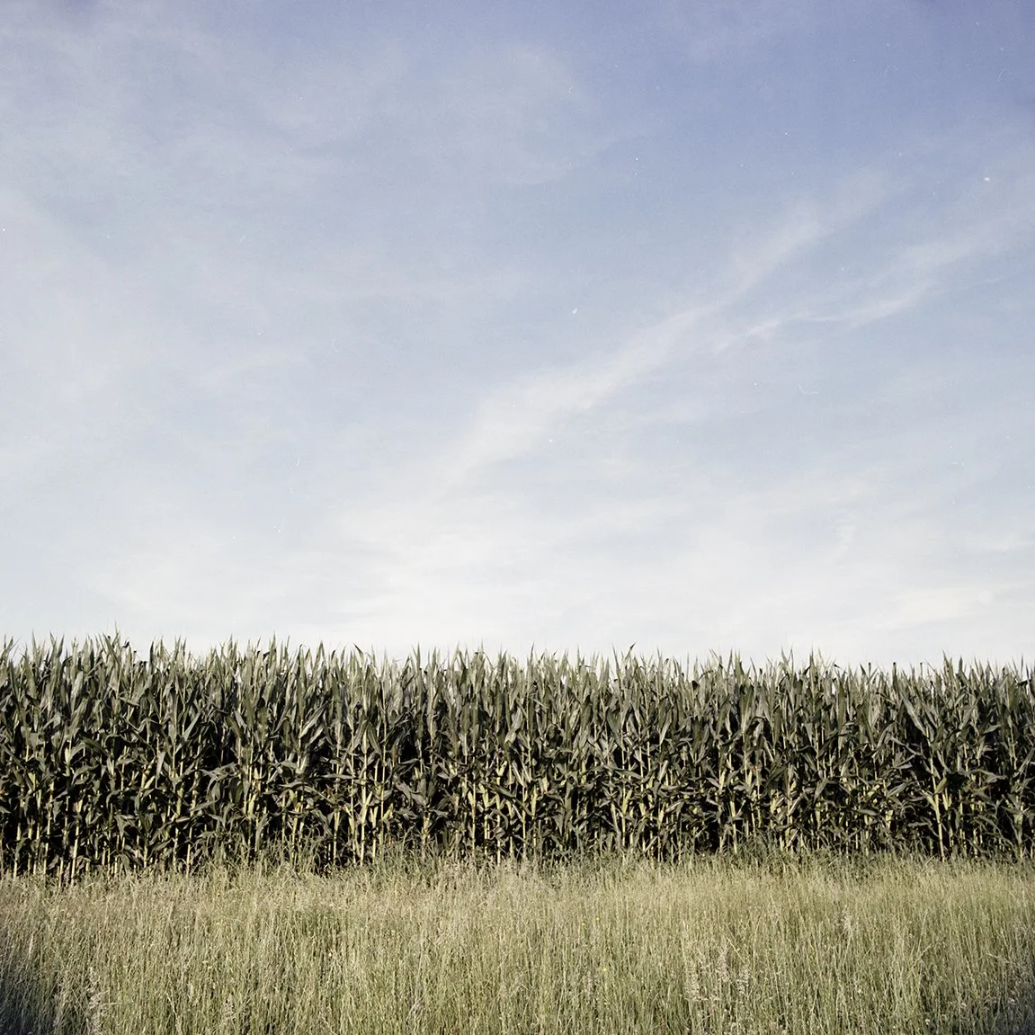 2023-07-PuntinoRosso-Corn-Tonengo-15-6023-Modifica copy.jpg