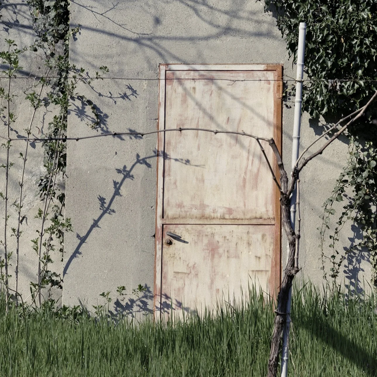 A new picture to add to "Mazzè sheds skin?
