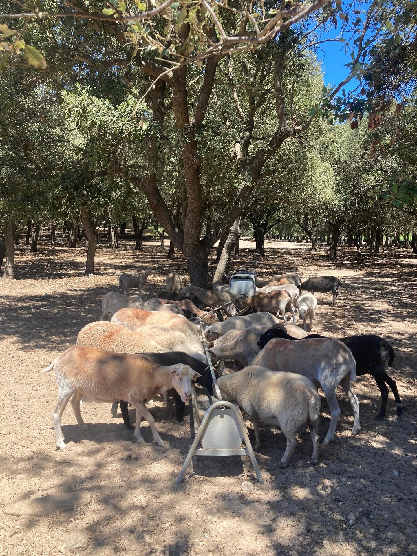 🌿🐑 A Vinyes de Formentor convivim amb la natura d&rsquo;una manera molt especial. El nostre petit ramat forma part de l&rsquo;equilibri de la finca: les ovelles ens ajuden a controlar de manera sostenible la vegetaci&oacute; espont&agrave;nia de le