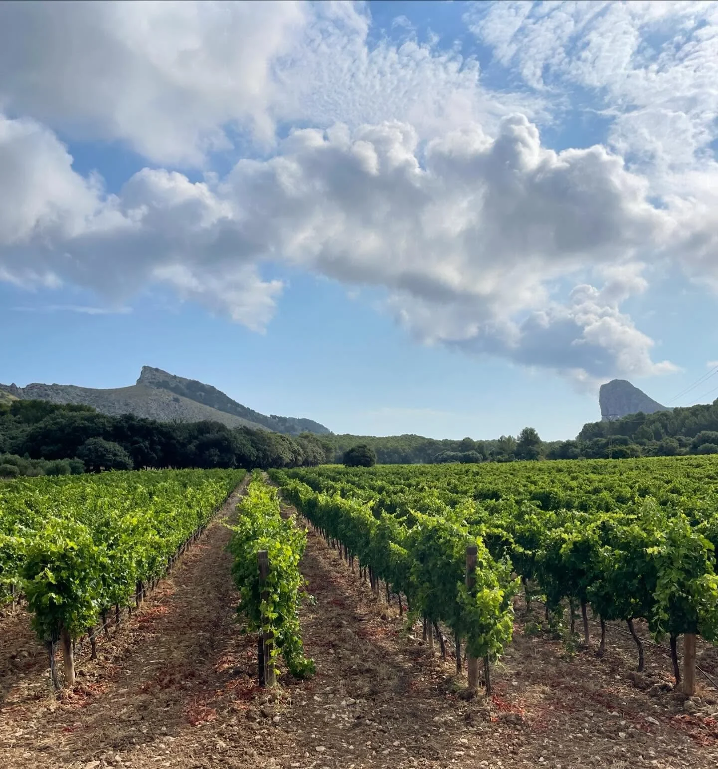 Que maca est&agrave; la vinya ara🍇 
Que bonito est&agrave; el vi&ntilde;edo🍾
How beautiful the vinyard is🍷

#vinyesformentor #formentor #wineexperience #cabodeformentor