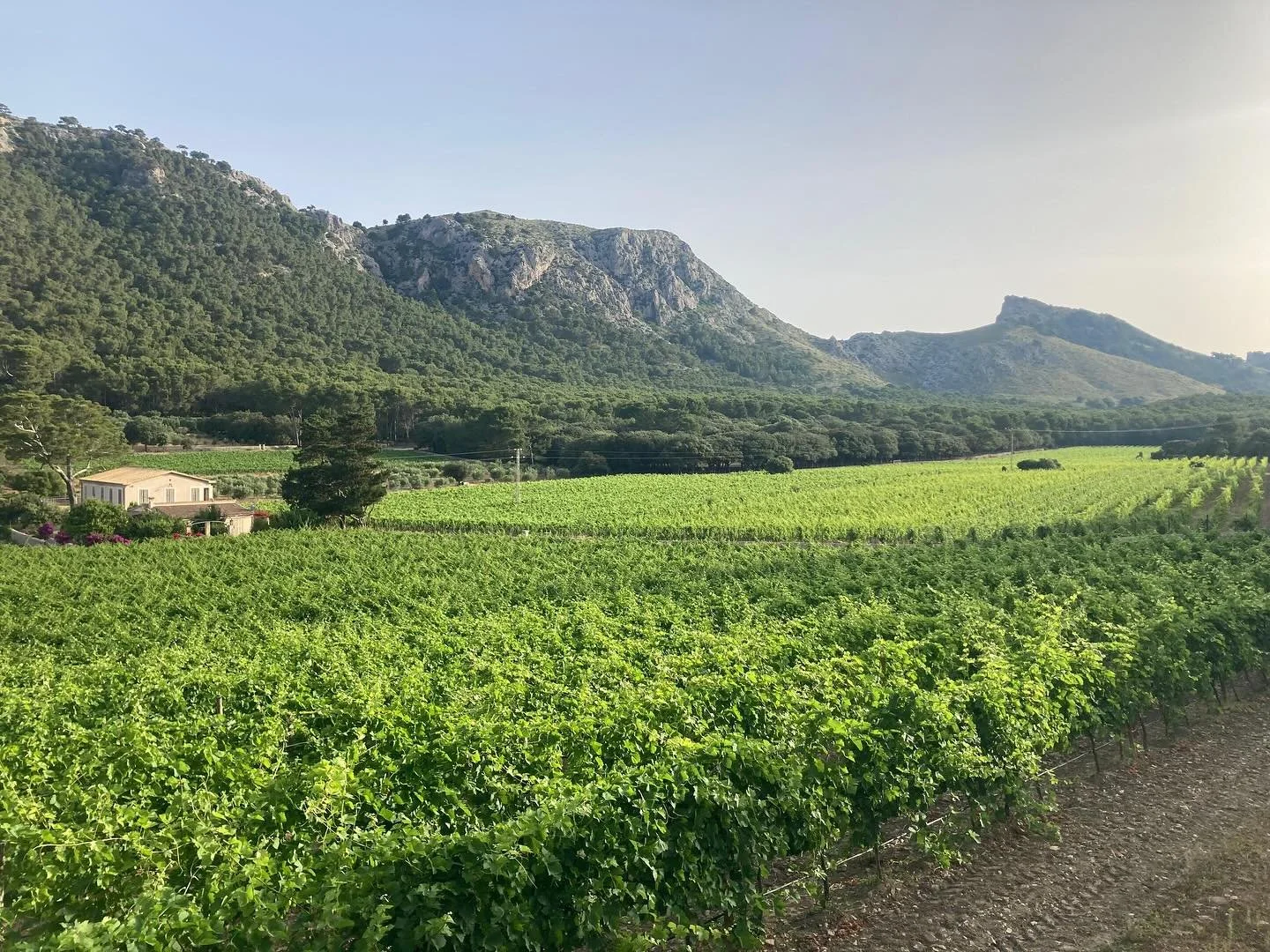 Parad&iacute;s🤫
Para&iacute;so
Paradise

#vinyesdeformentor #formentorbeach #vinsdemallorca #capdeformentor #fourseasonsmallorca