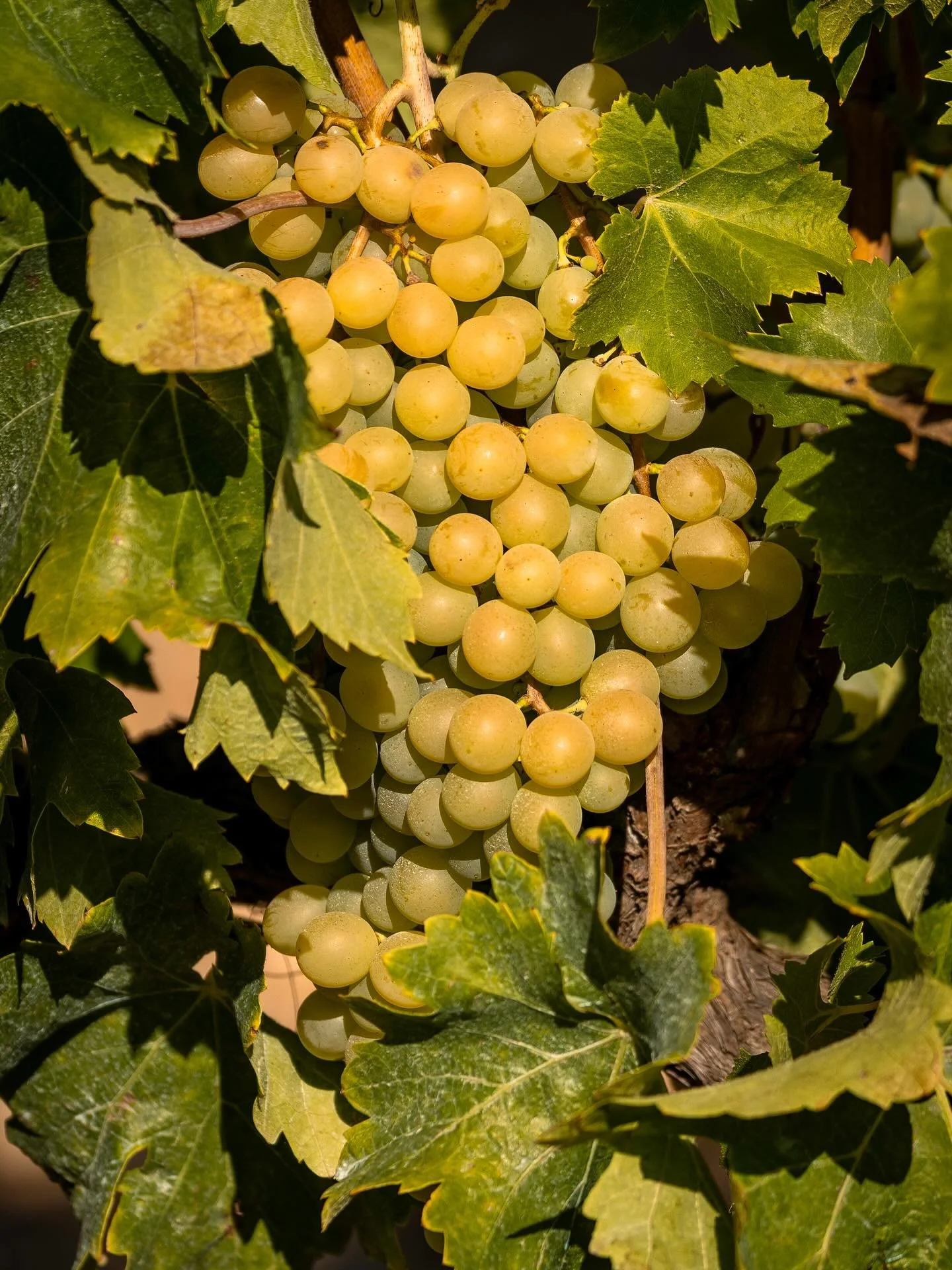Ja queda poc🍇
Falta poquito
Almost ready

#vinyesdeformentor #formentor #viecol&ograve;gic #videlaterrademallorca #capdeformentor #fourseasonsresortmallorca
