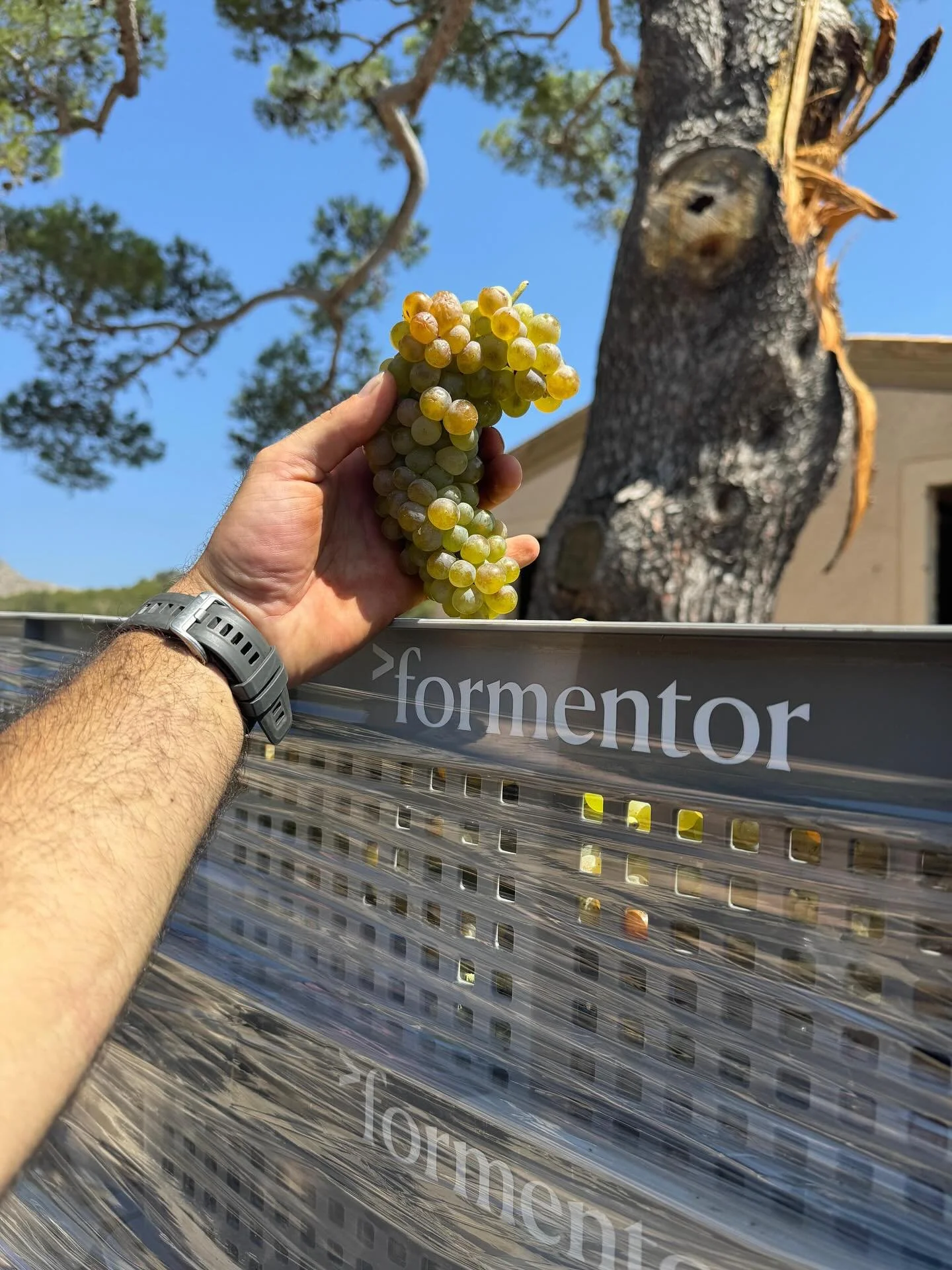 Ja hem comen&ccedil;at la verema💪🏻
Ya hemos empezado la vendimia😍
We have already started the harvest🙌🏻
#vinyesdeformentor #formentorbeach #fourseasonsmallorca #harvest #weinlese