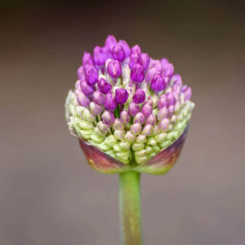 4 session energy healing package.jpg