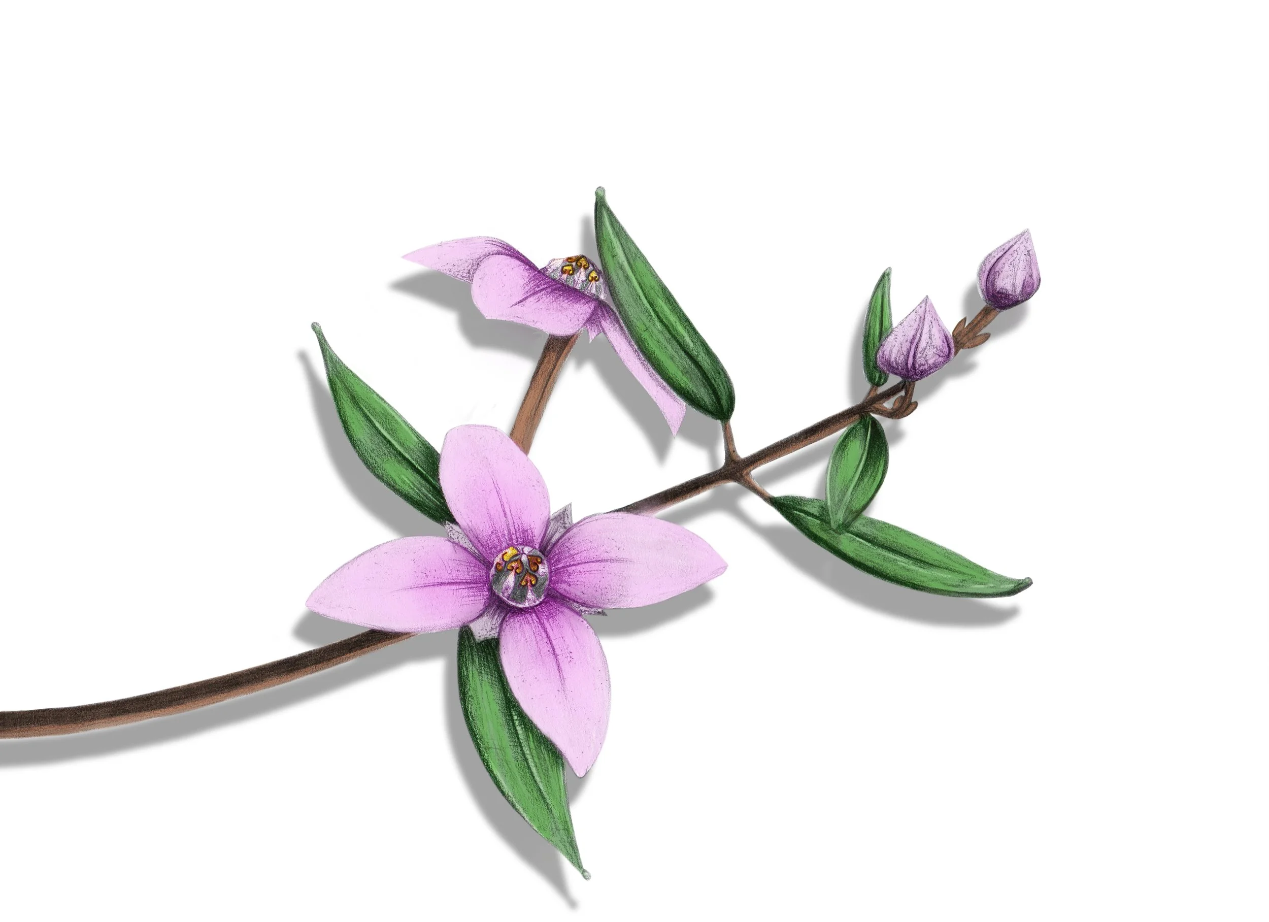 Boronia ledifolia – The Fragrant Forest Whisper