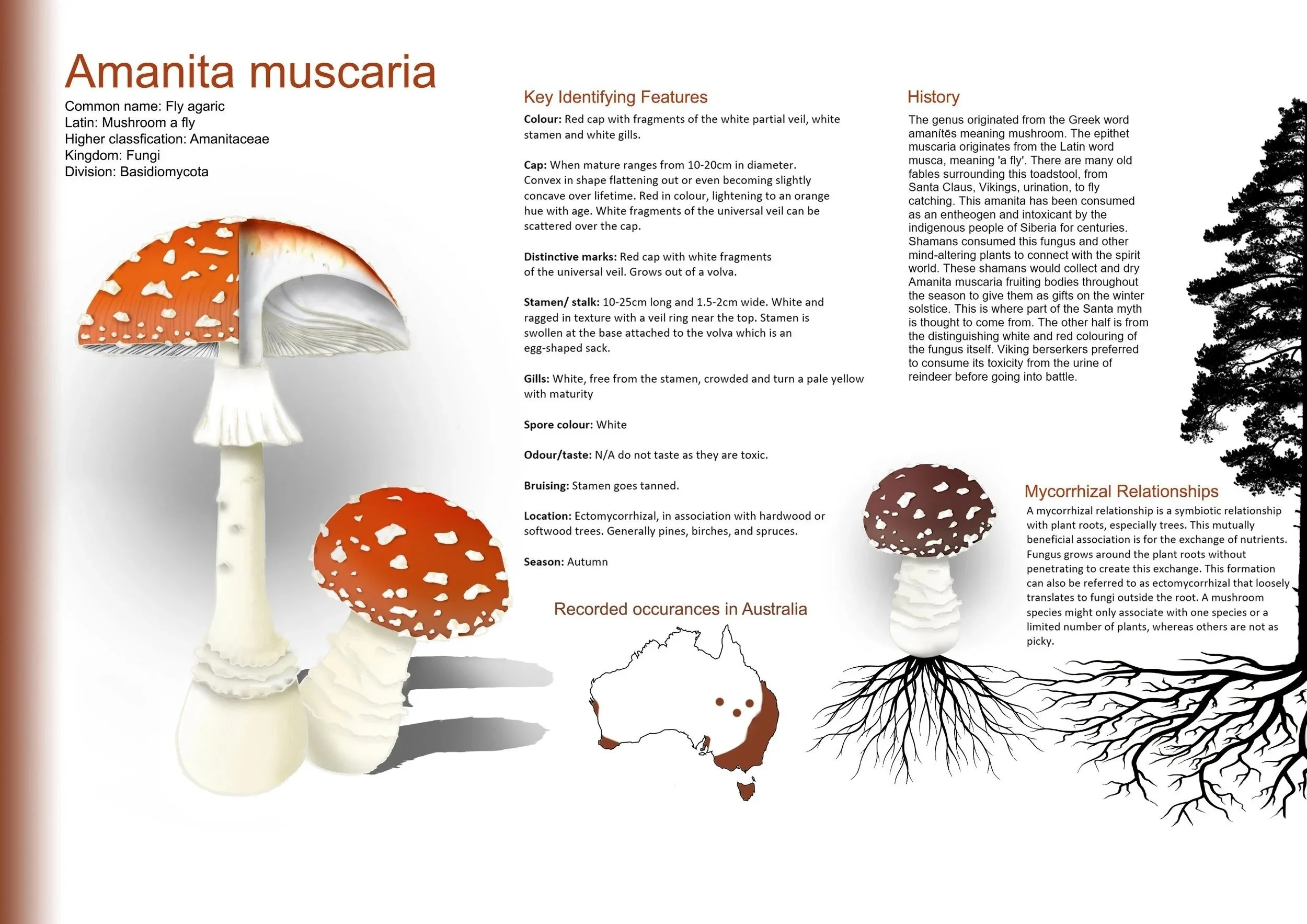 A. muscaria ID