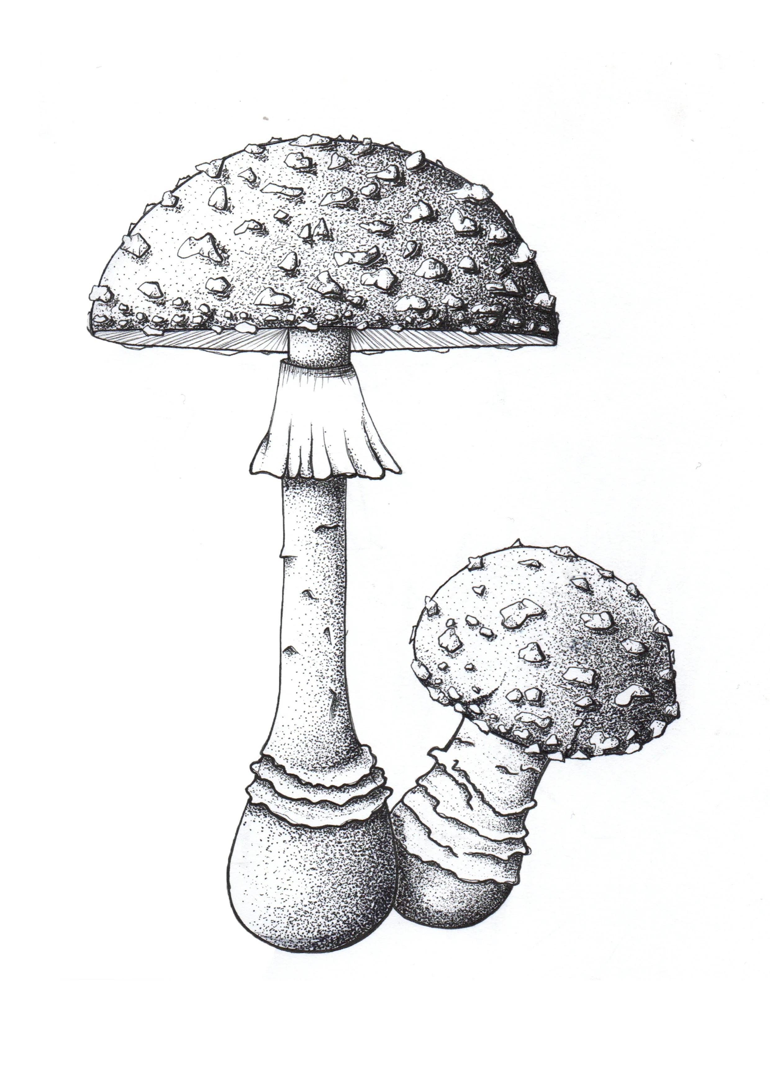 A. muscaria dot and line work