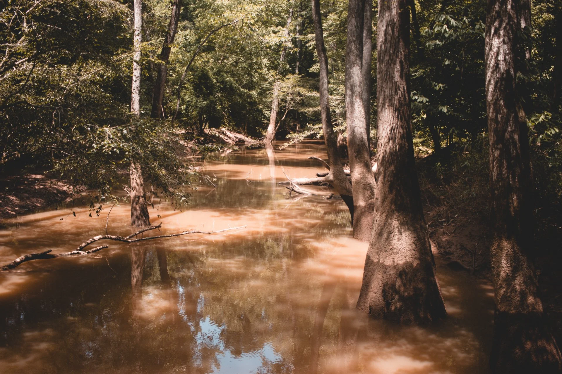 congaree-123.jpg
