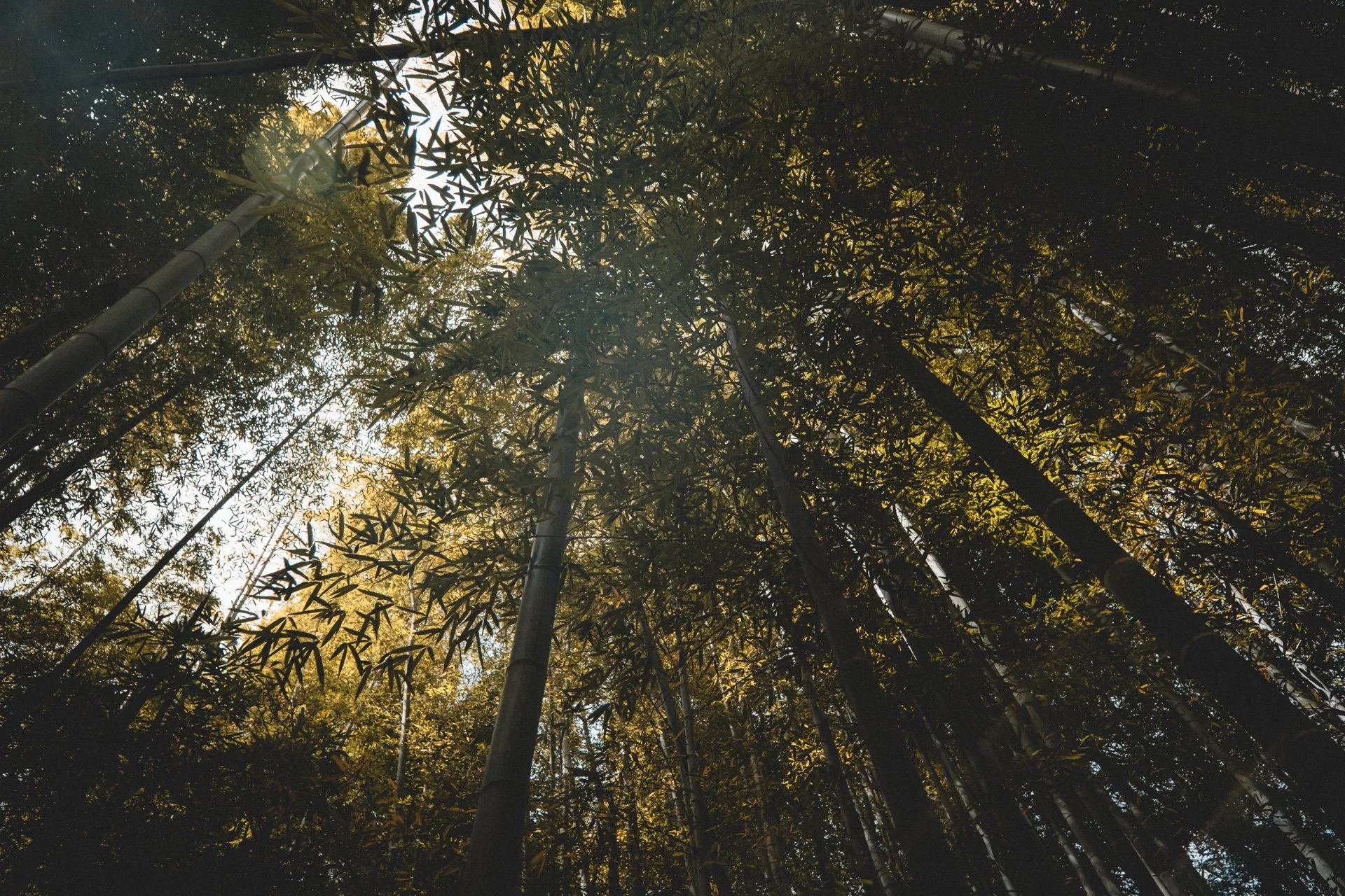DSCF8635.jpg