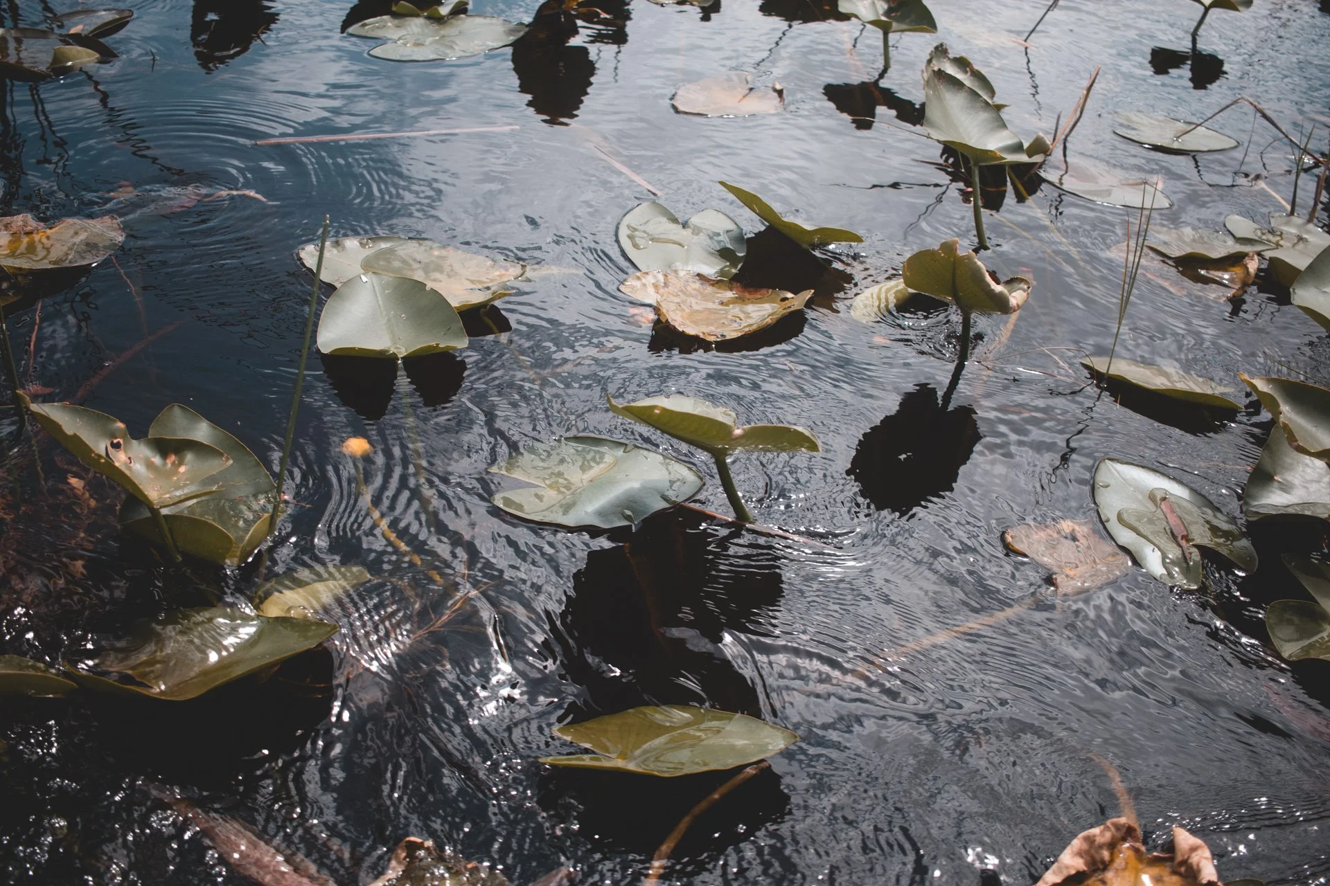 everglades-165.jpg