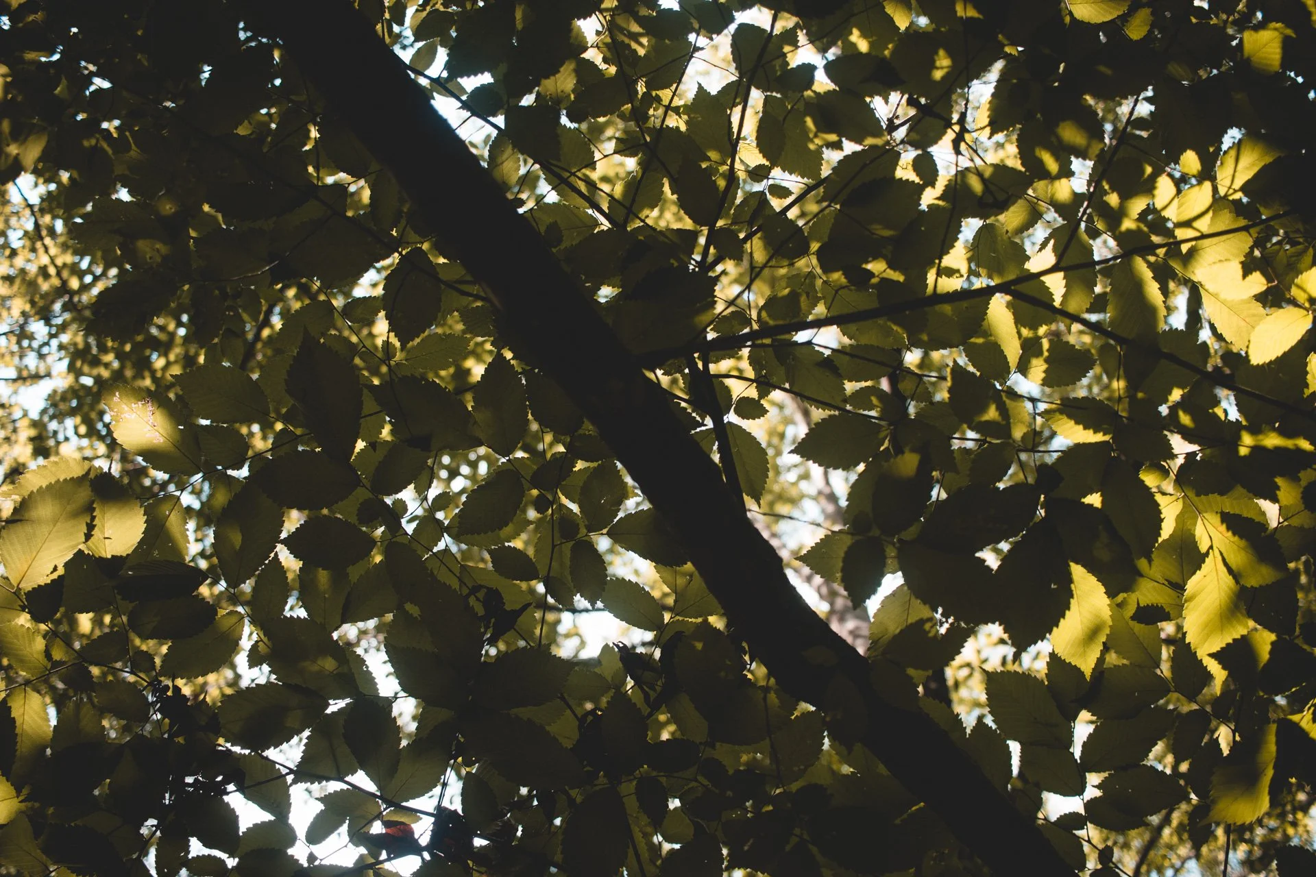 congaree-134.jpg