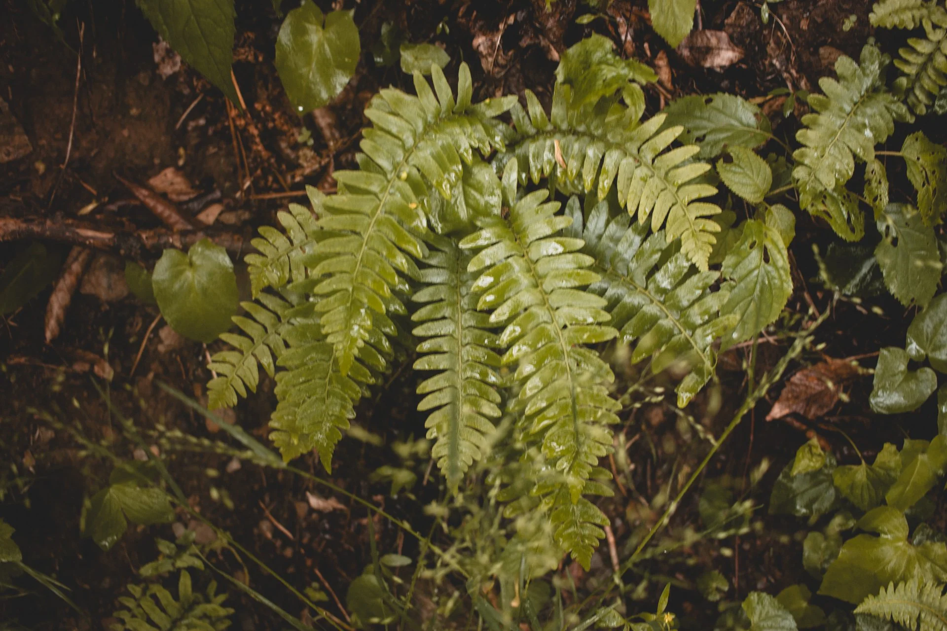 shenandoah-510.jpg