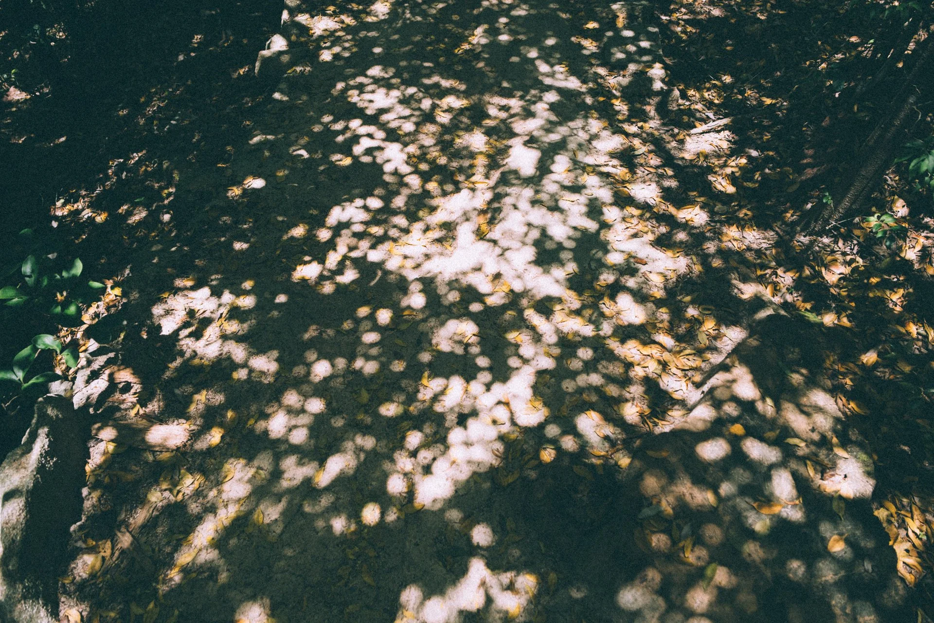 DSCF1630.jpg