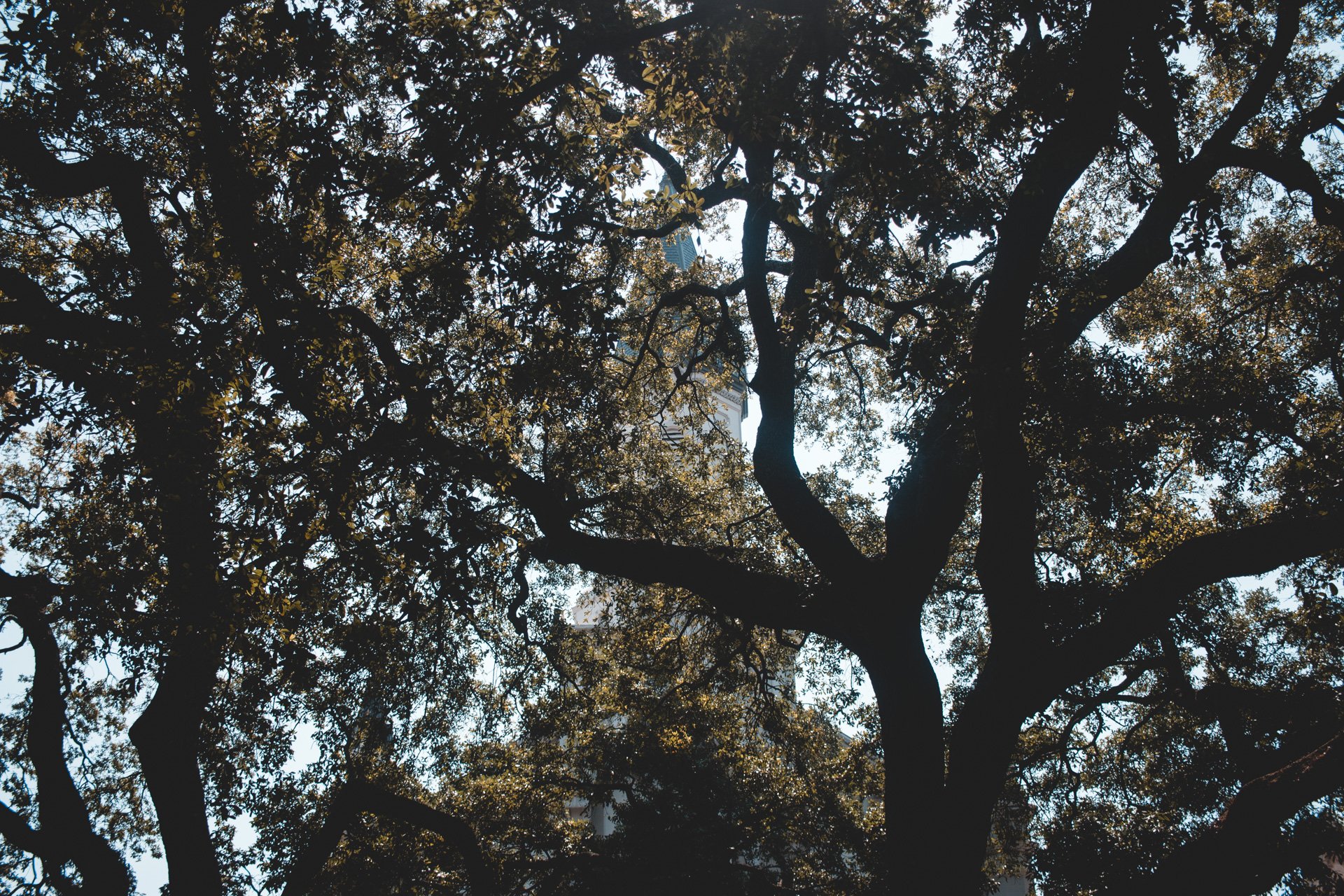 savannah-483.jpg