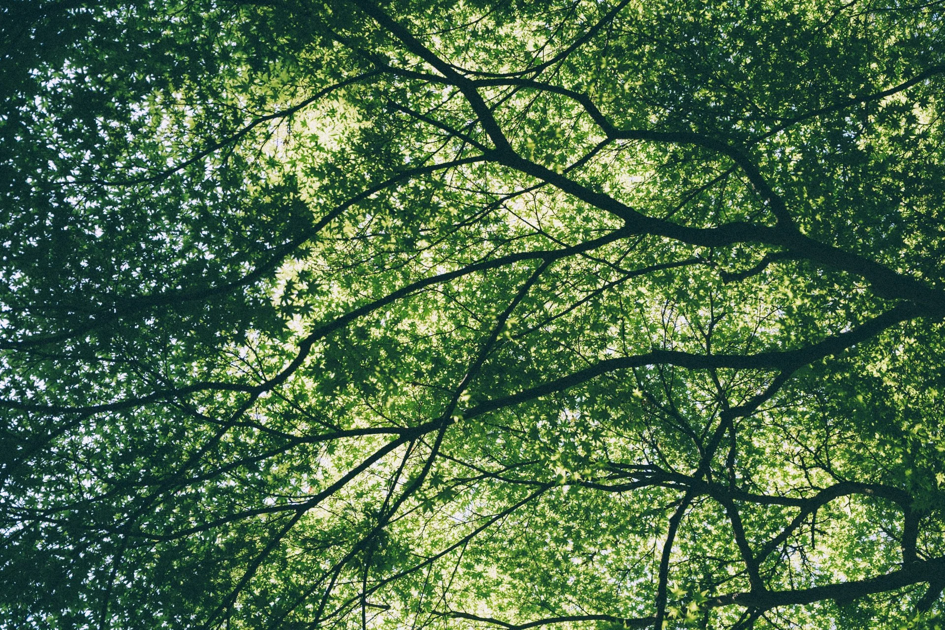 DSCF0711.jpg