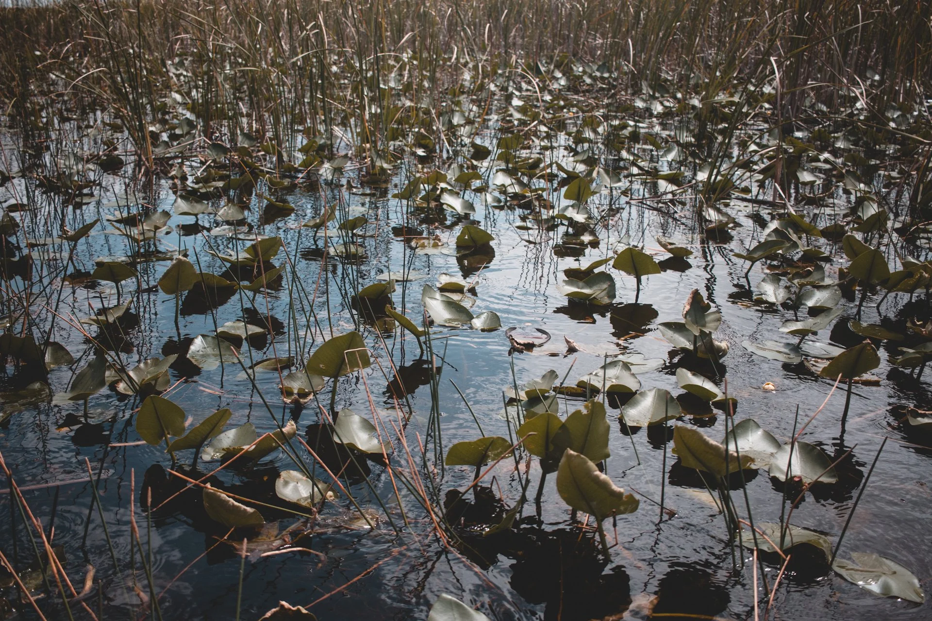 everglades-166.jpg
