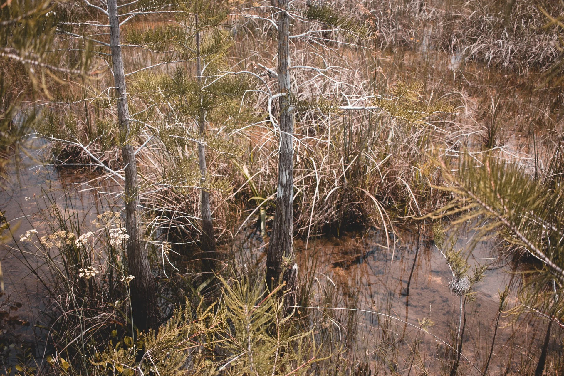 everglades-193.jpg