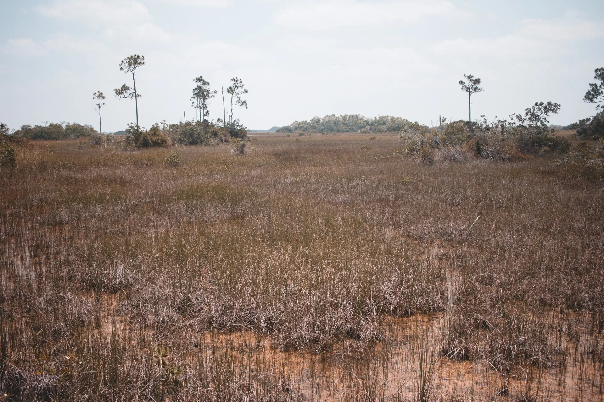 everglades-198.jpg