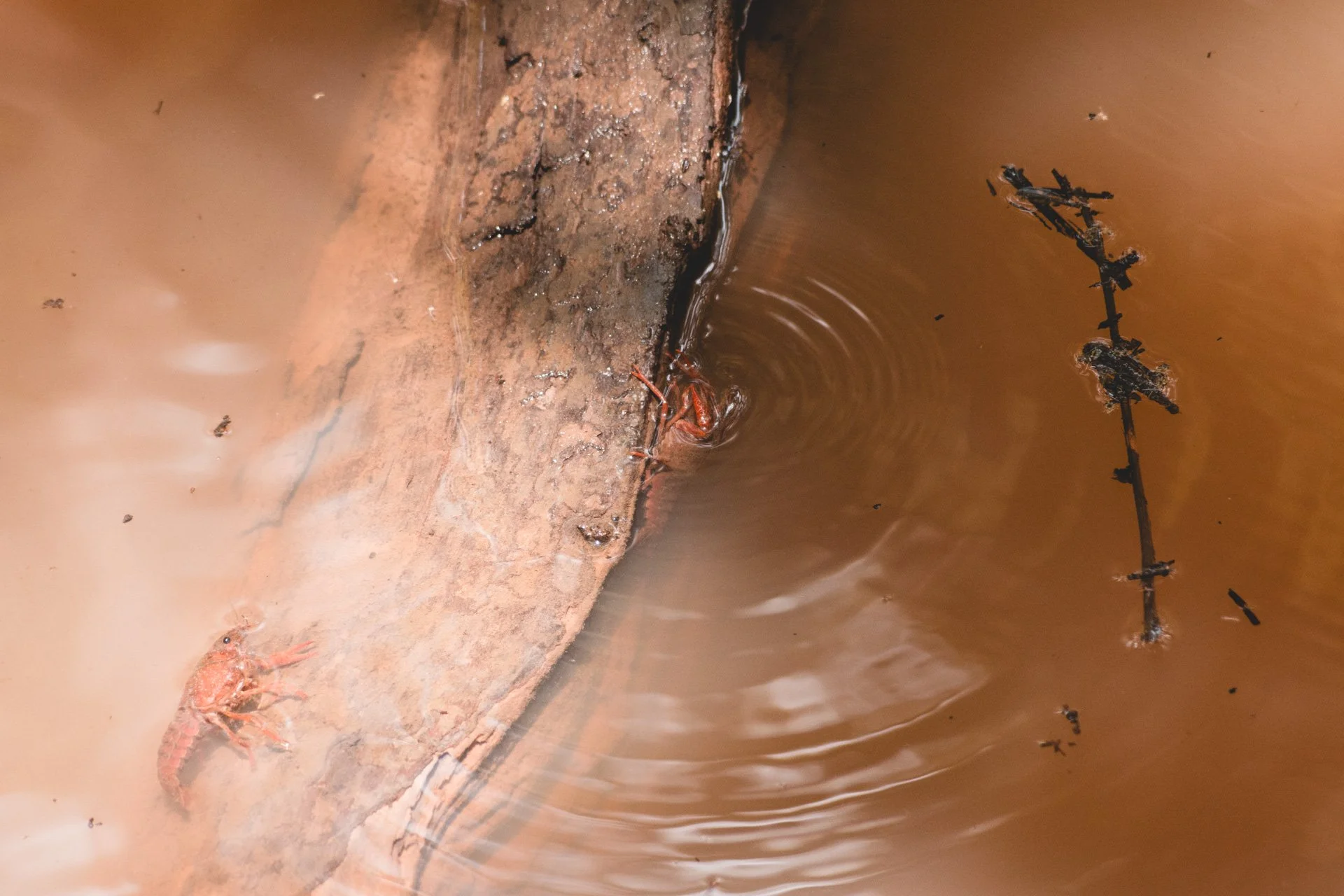 congaree-116.jpg