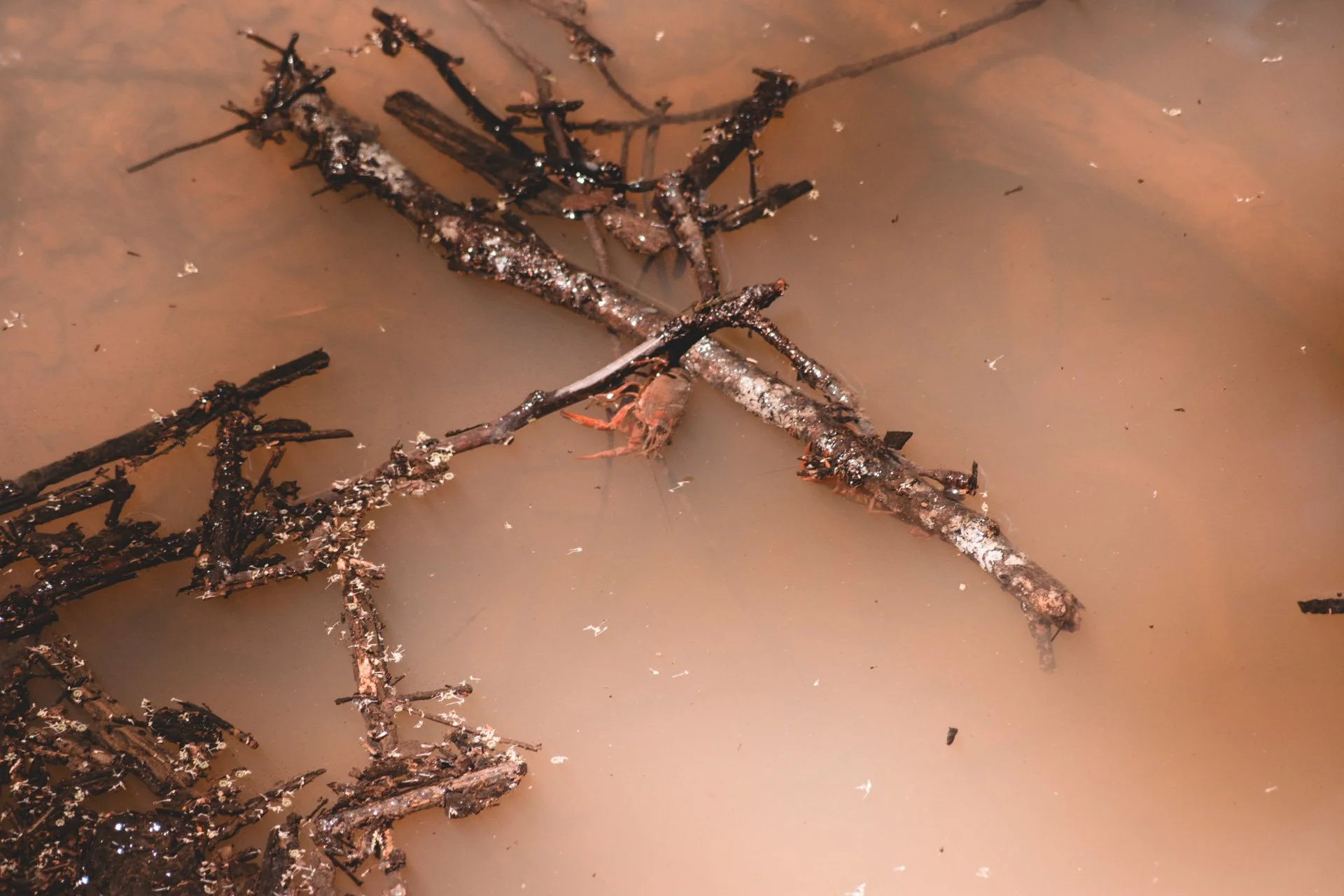 congaree-118.jpg