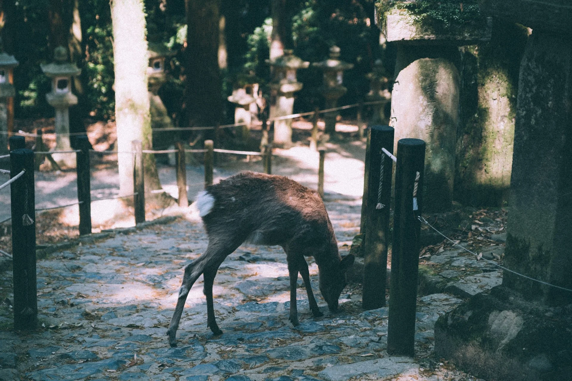 DSCF0369.jpg