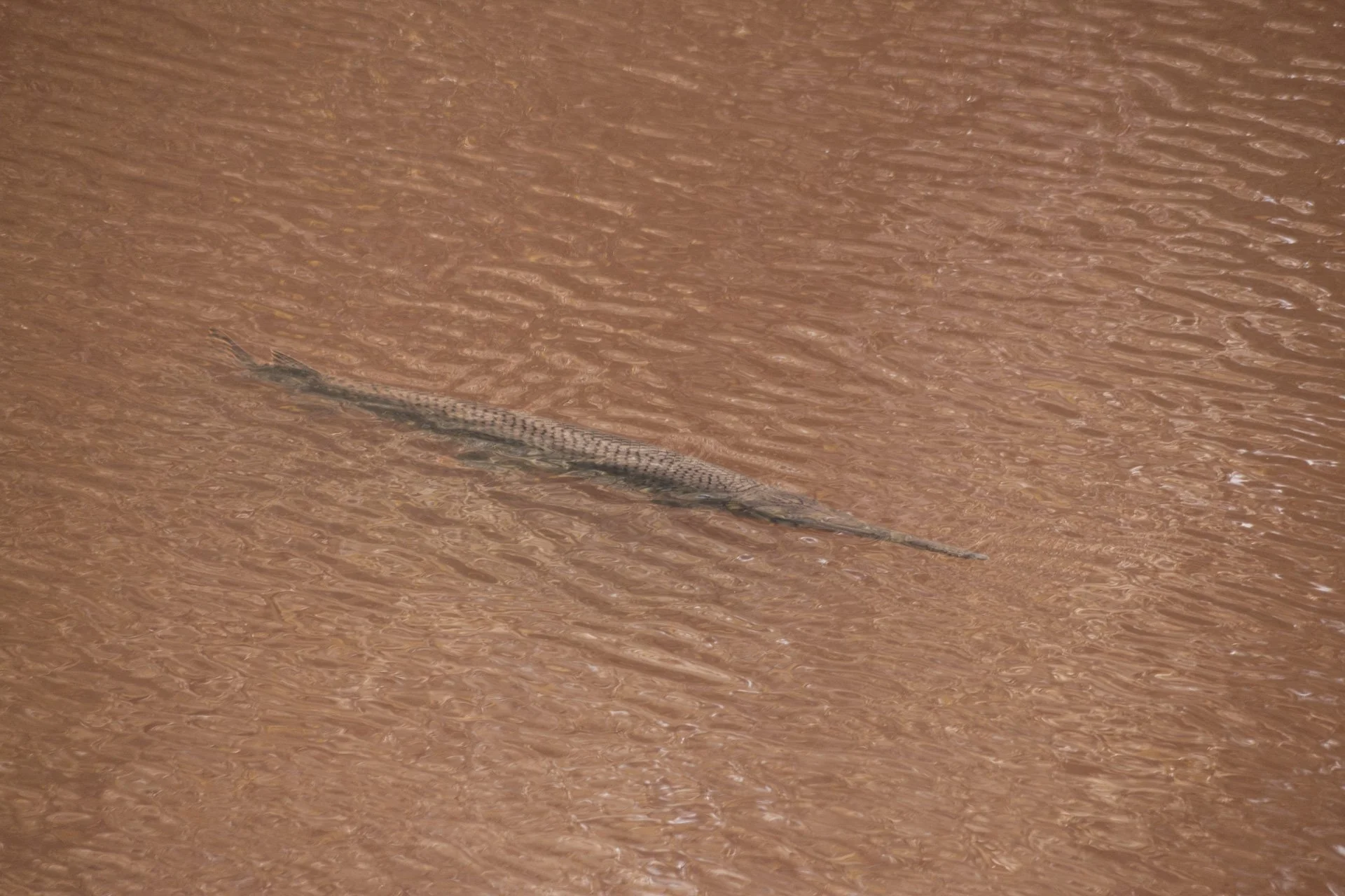 congaree-131.jpg