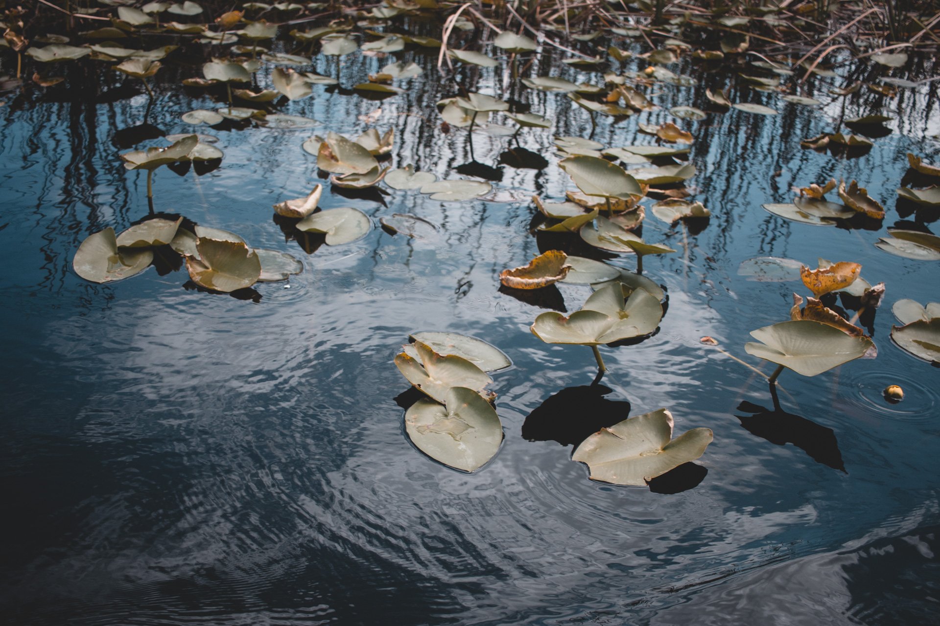 everglades-172.jpg