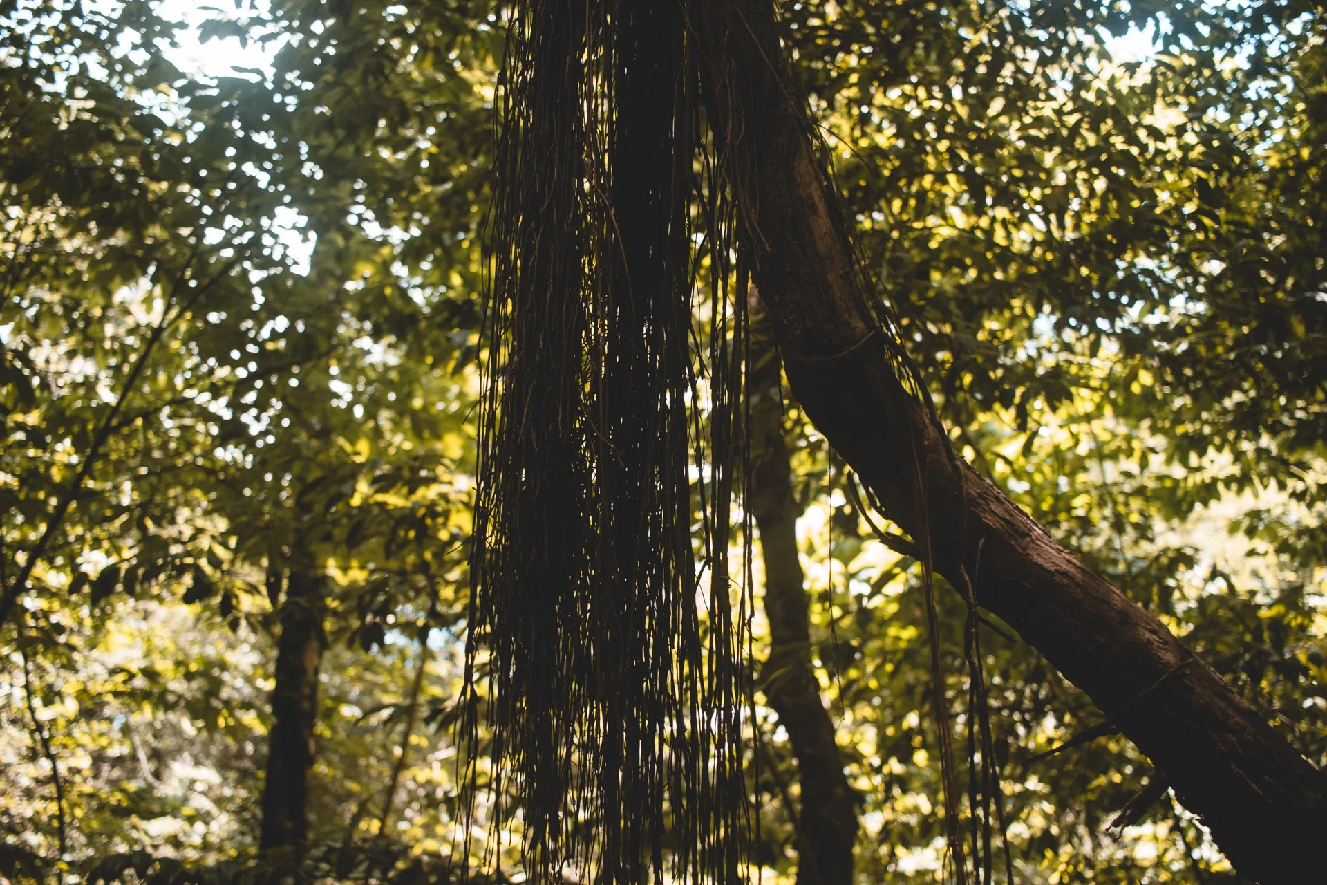 congaree-119.jpg