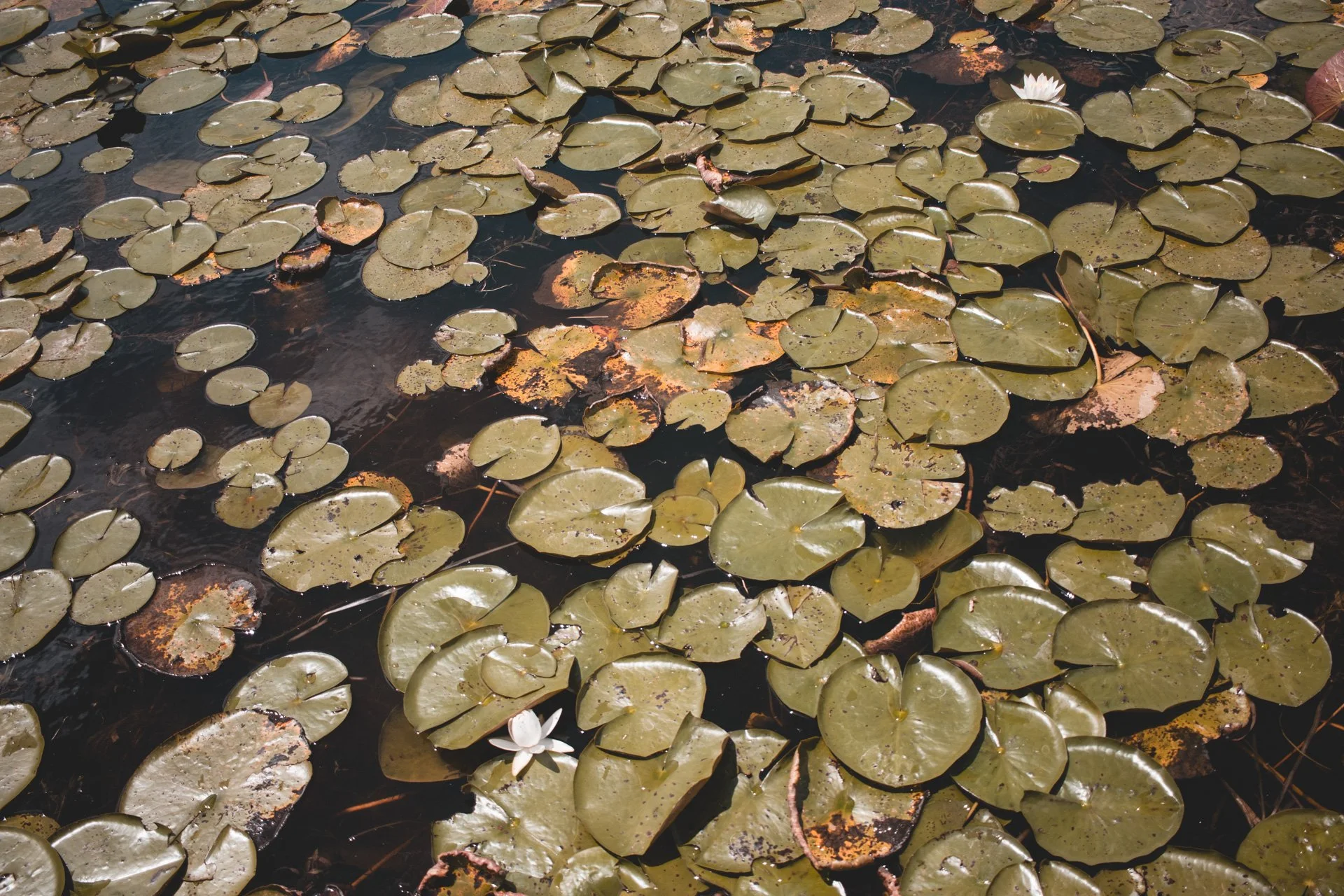 everglades-174.jpg