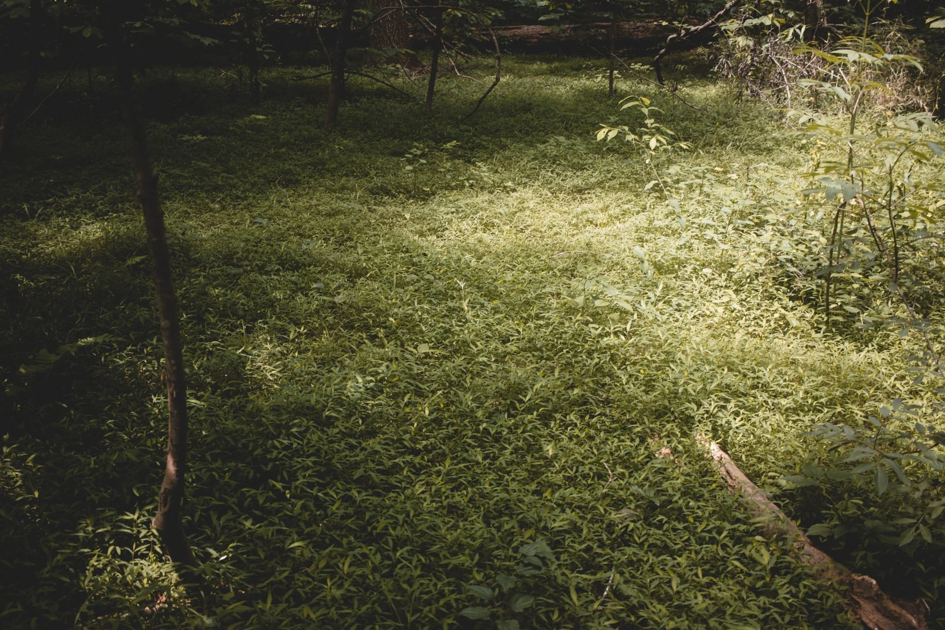 congaree-113.jpg