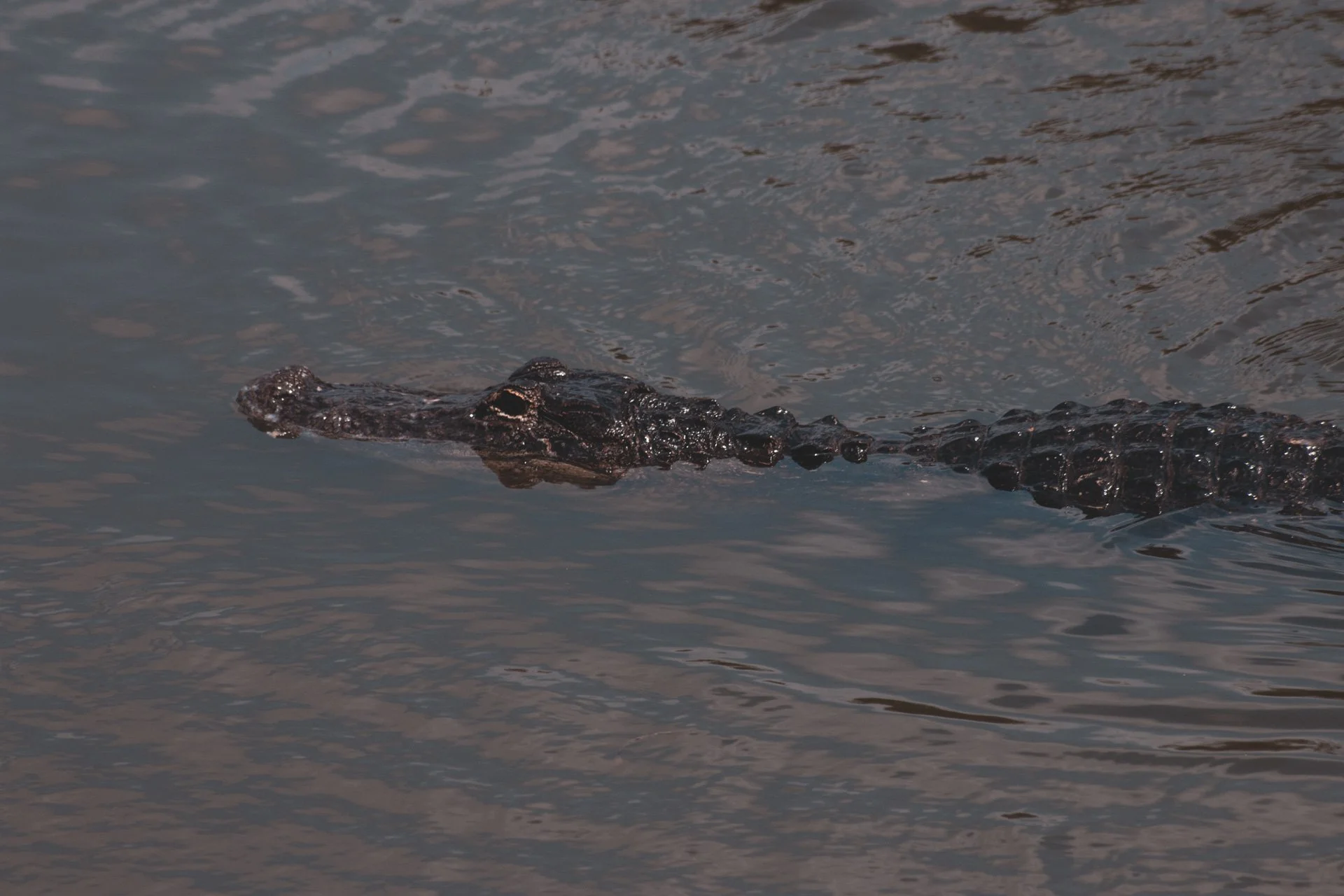 everglades-176.jpg