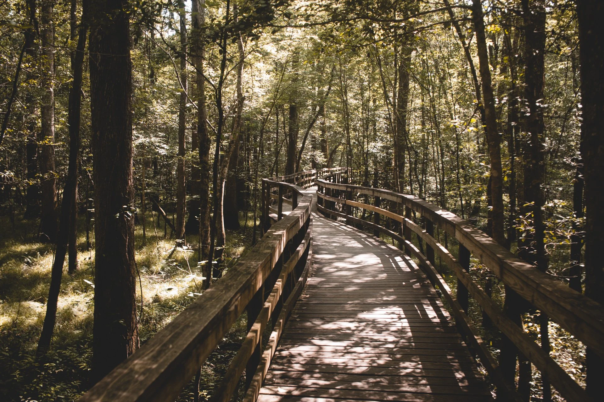 congaree-135.jpg