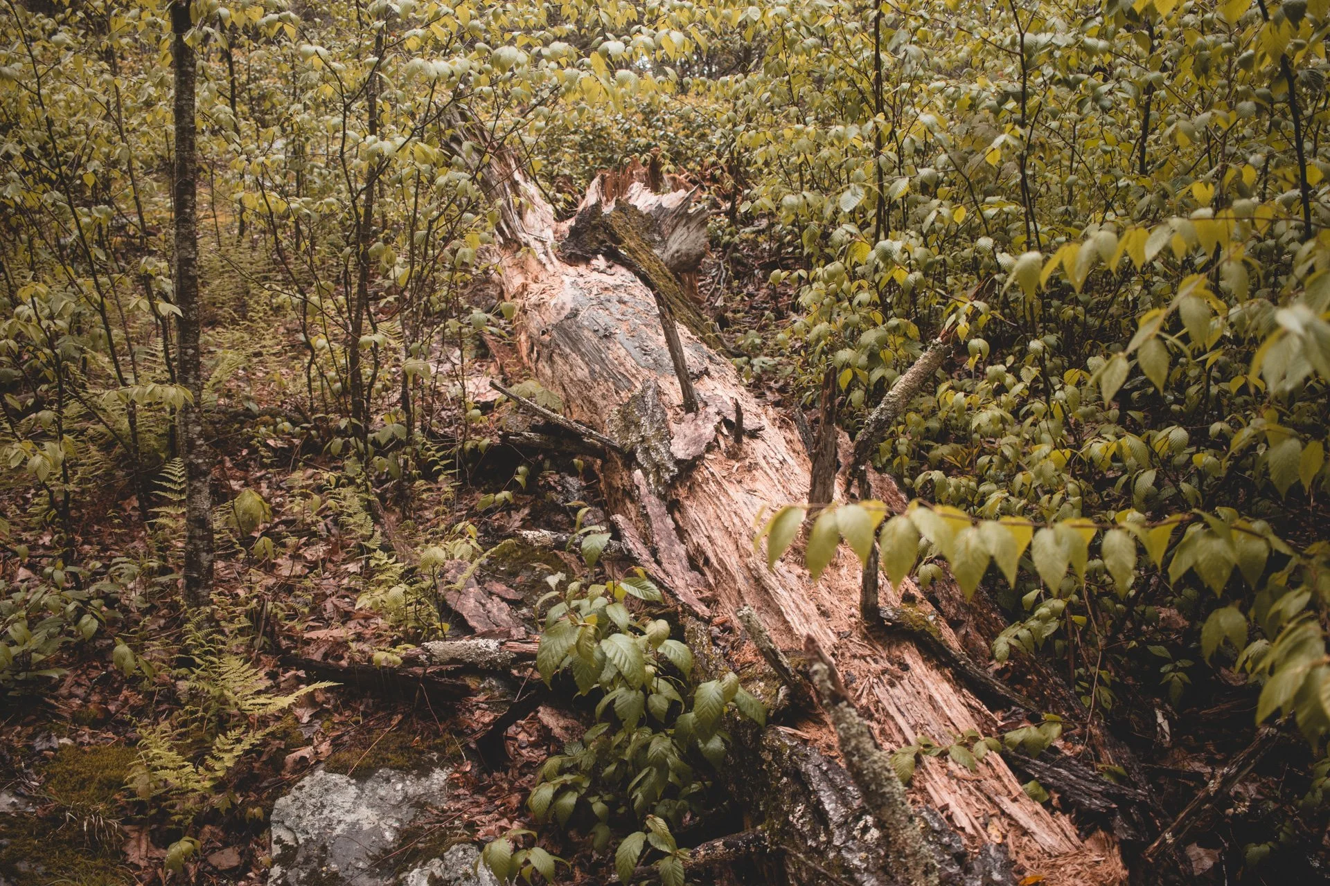 shenandoah-515.jpg