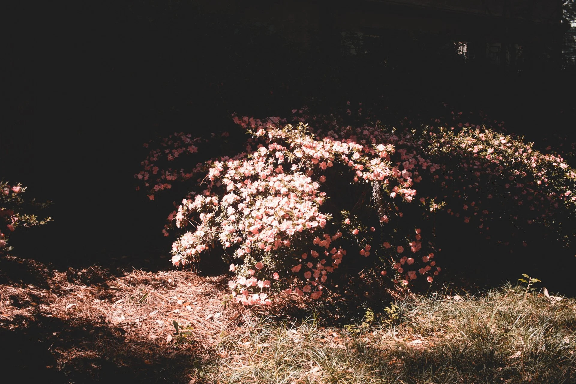 Charlston-42.jpg