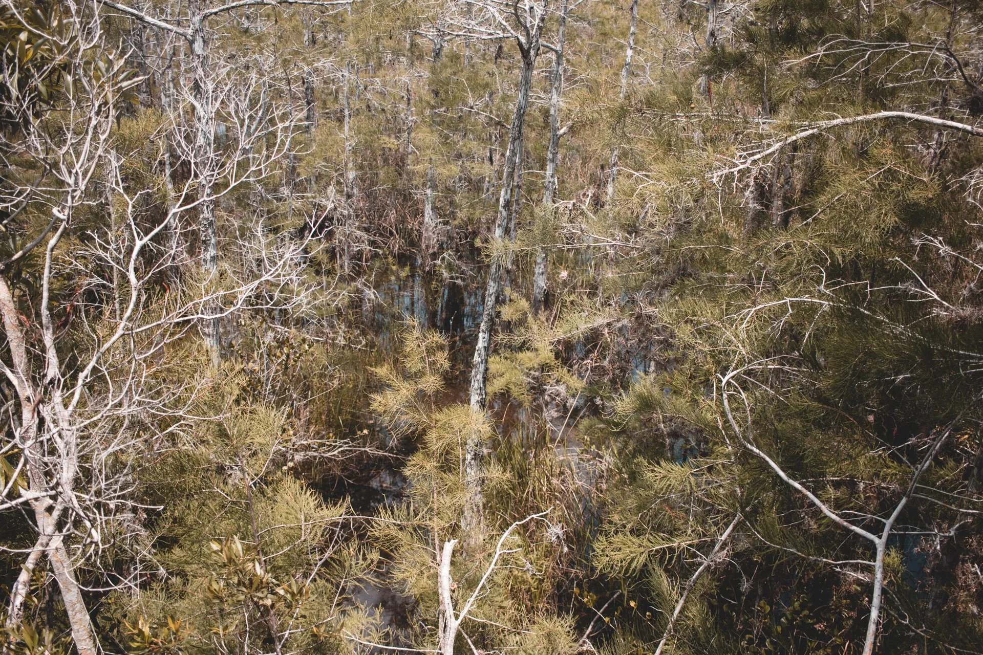 everglades-192.jpg
